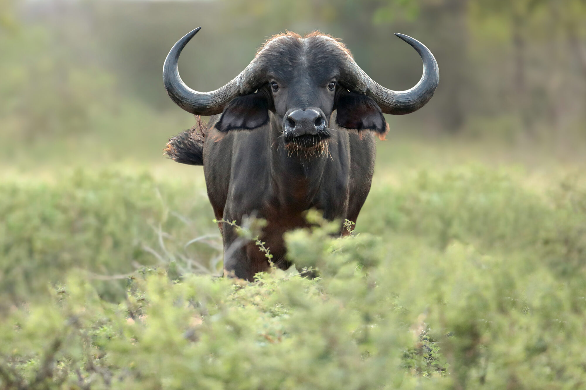 Cape buffalo bull, broadside