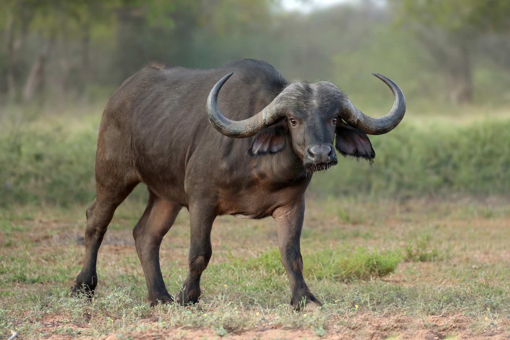 Cape buffalo bull facing the camera
