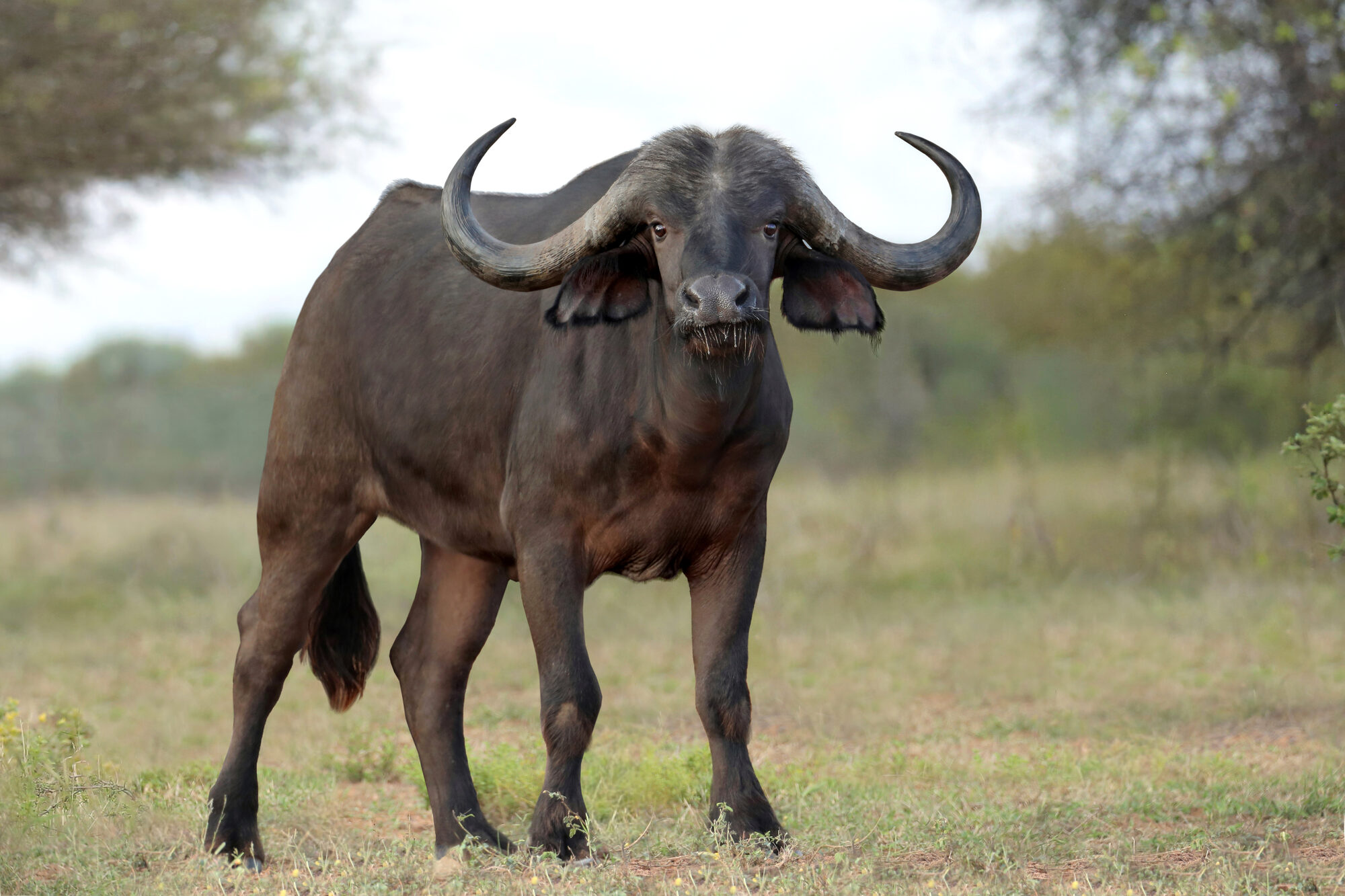Cape buffalo bull, profile in the bush