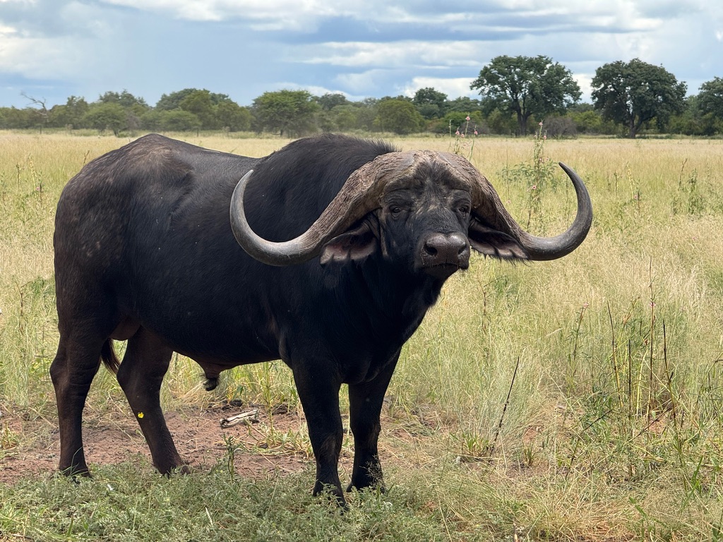 Cape buffalo bull on the open plains