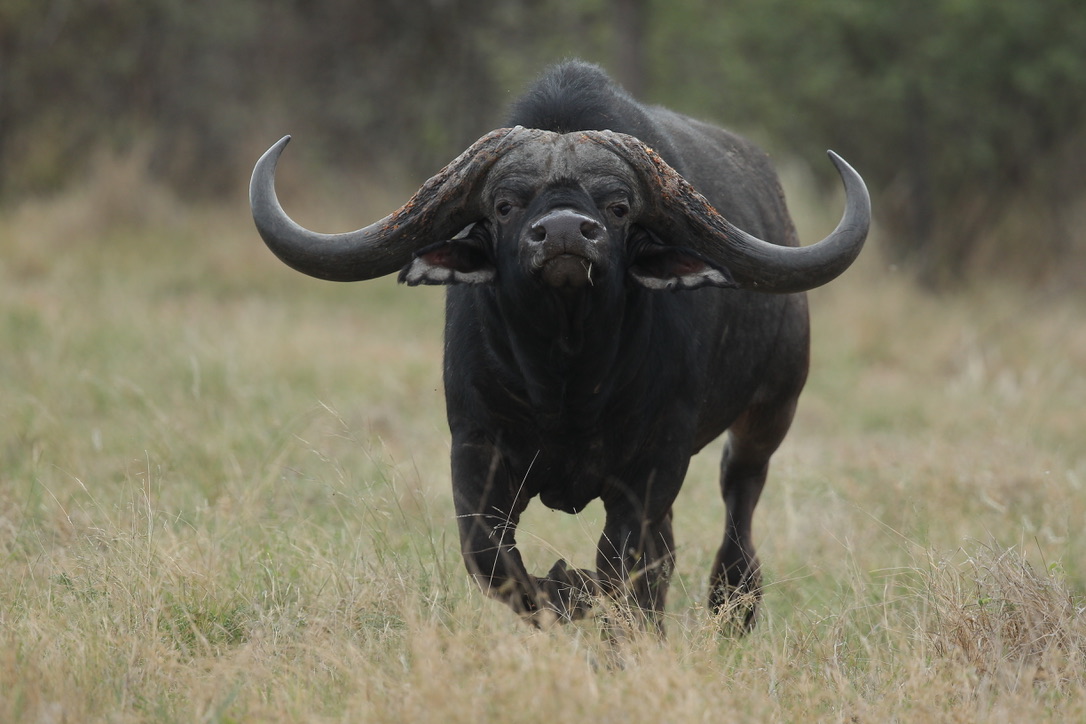 Cape buffalo head-on in long grass