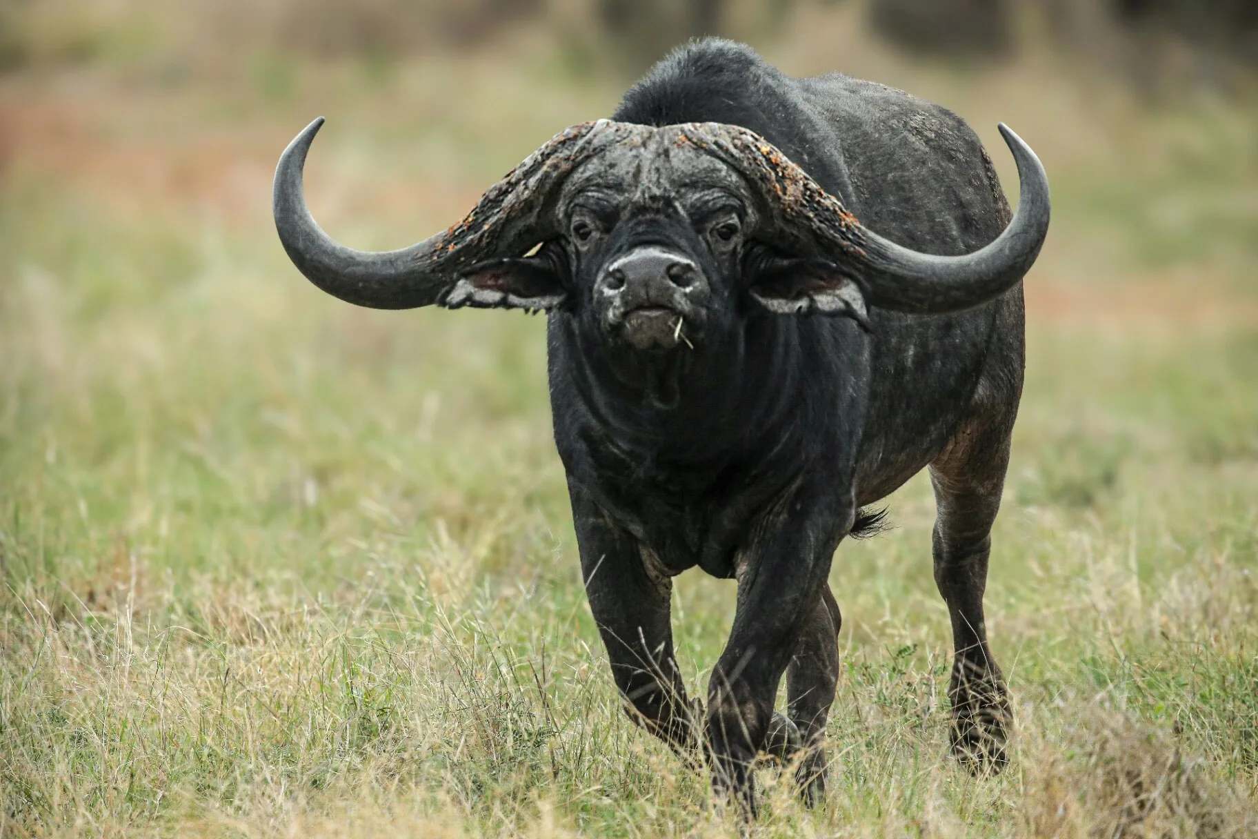 Cape buffalo bull in the Limpopo Bushveld at Marula Game