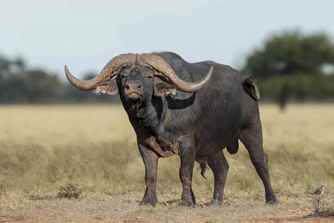 Mature buffalo bull, hard-bossed horns