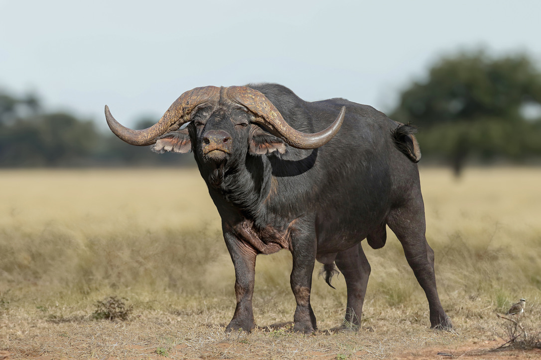 Mature buffalo bull, hard-bossed horns