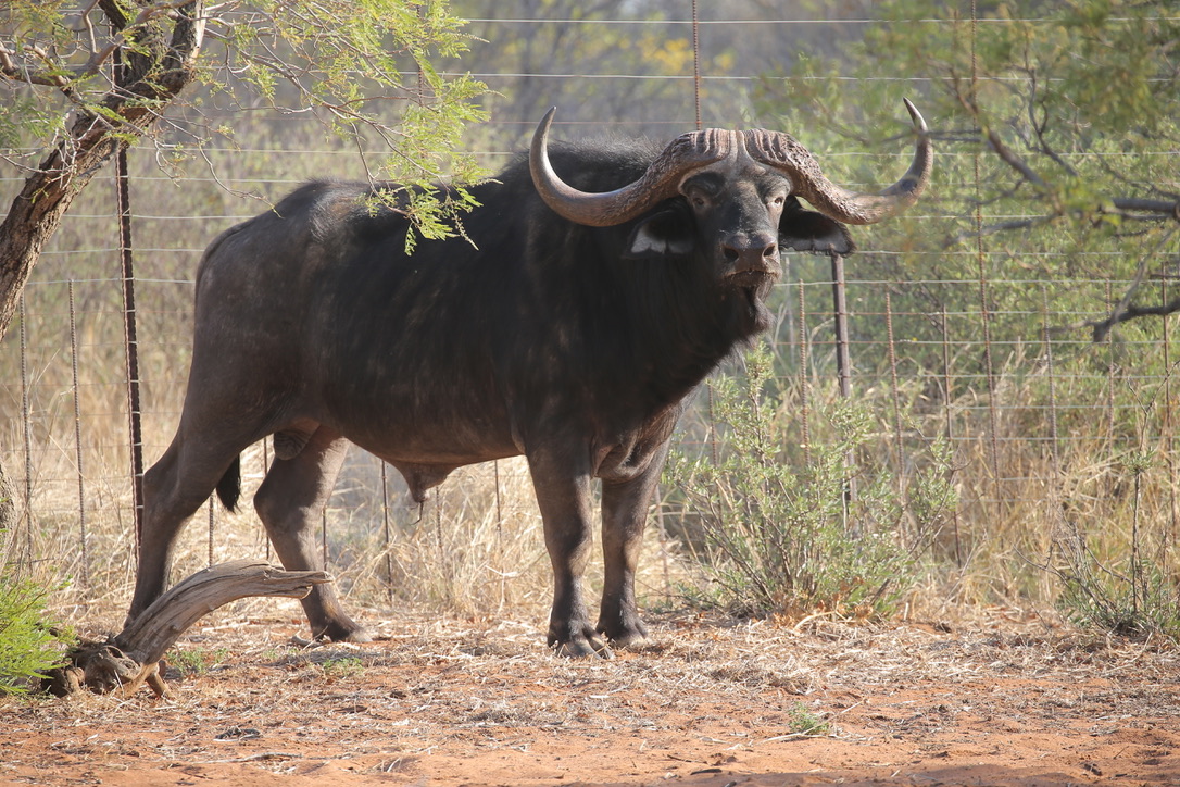 Buffalo under thornveld