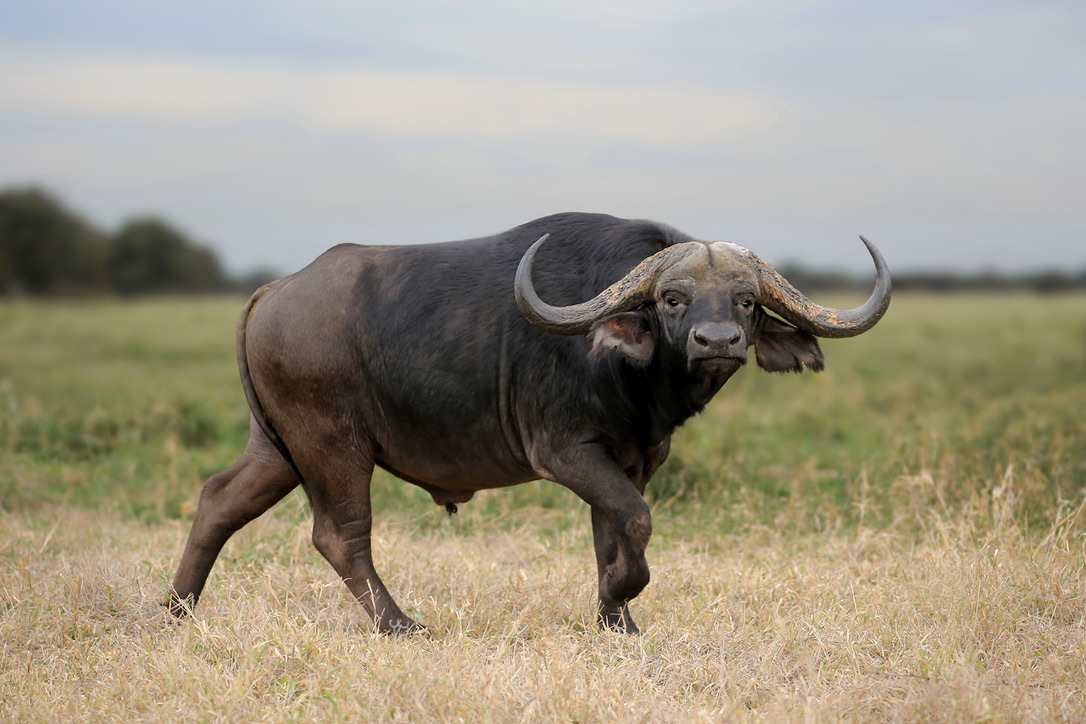 Buffalo bull striding through dry veld