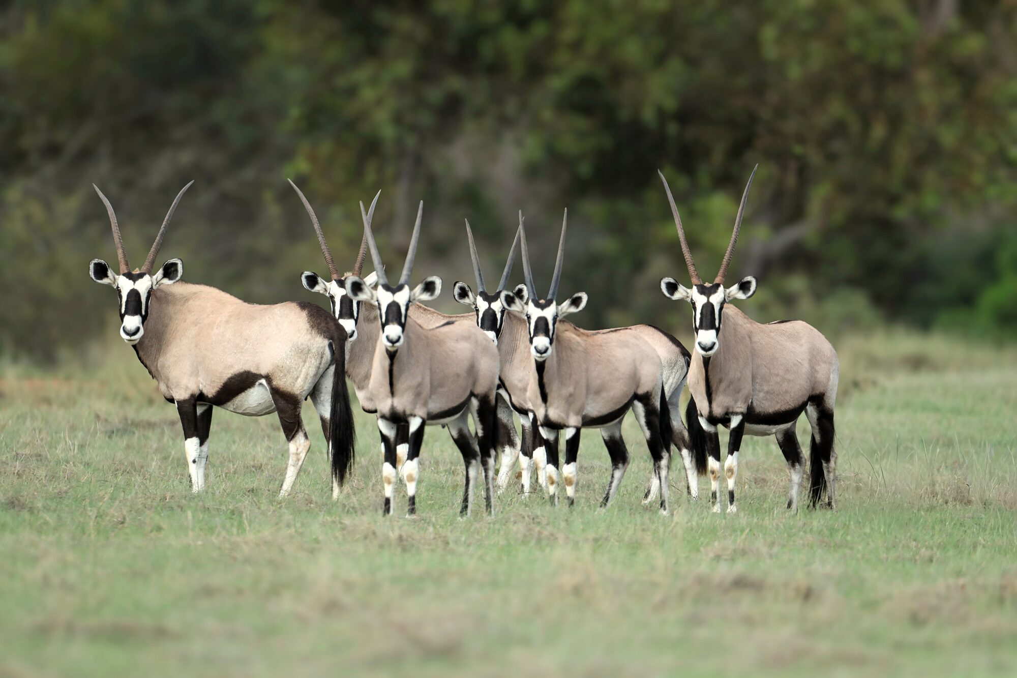 Gemsbok bull in golden light