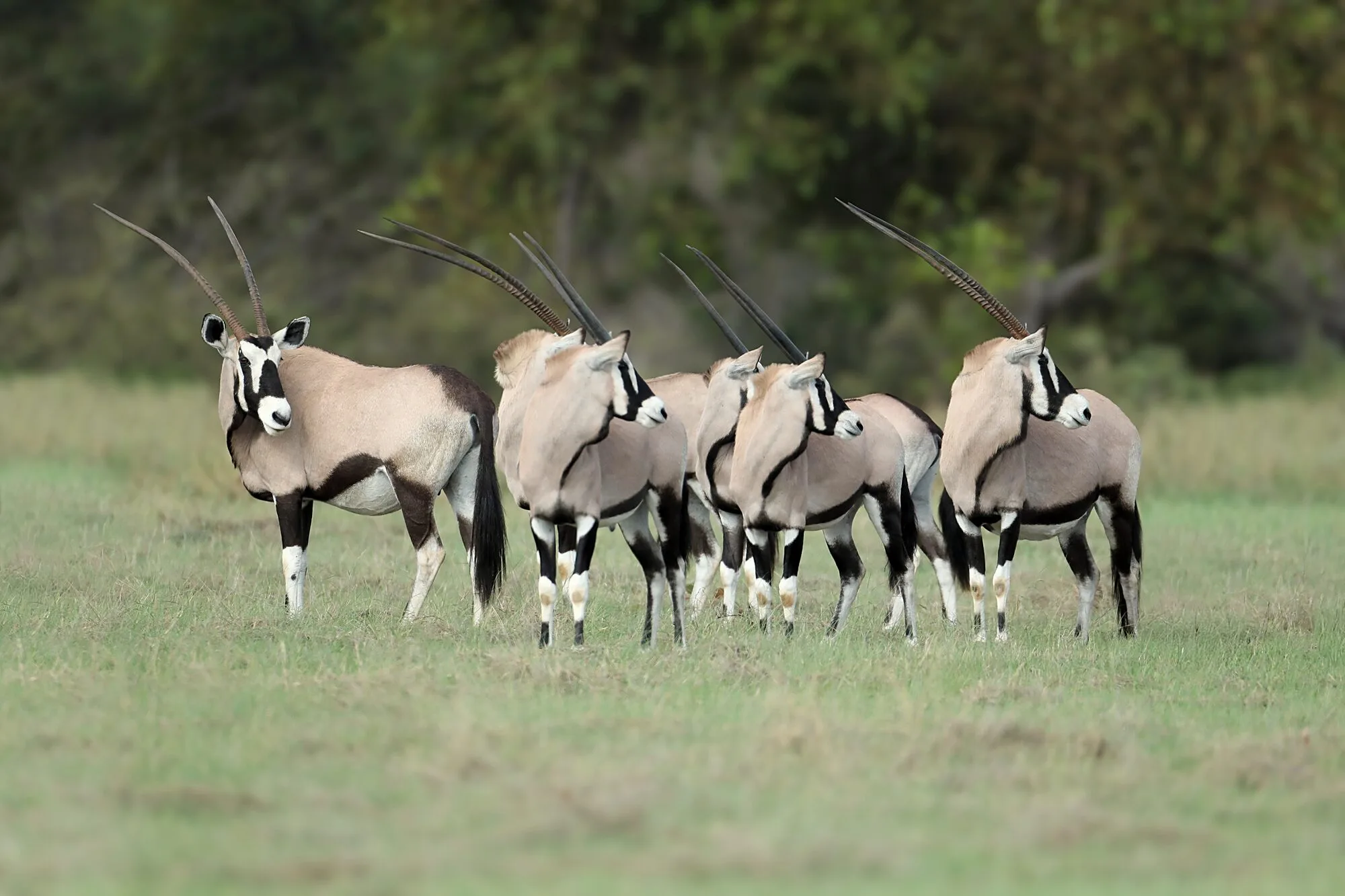 Gemsbok bull, long straight horns