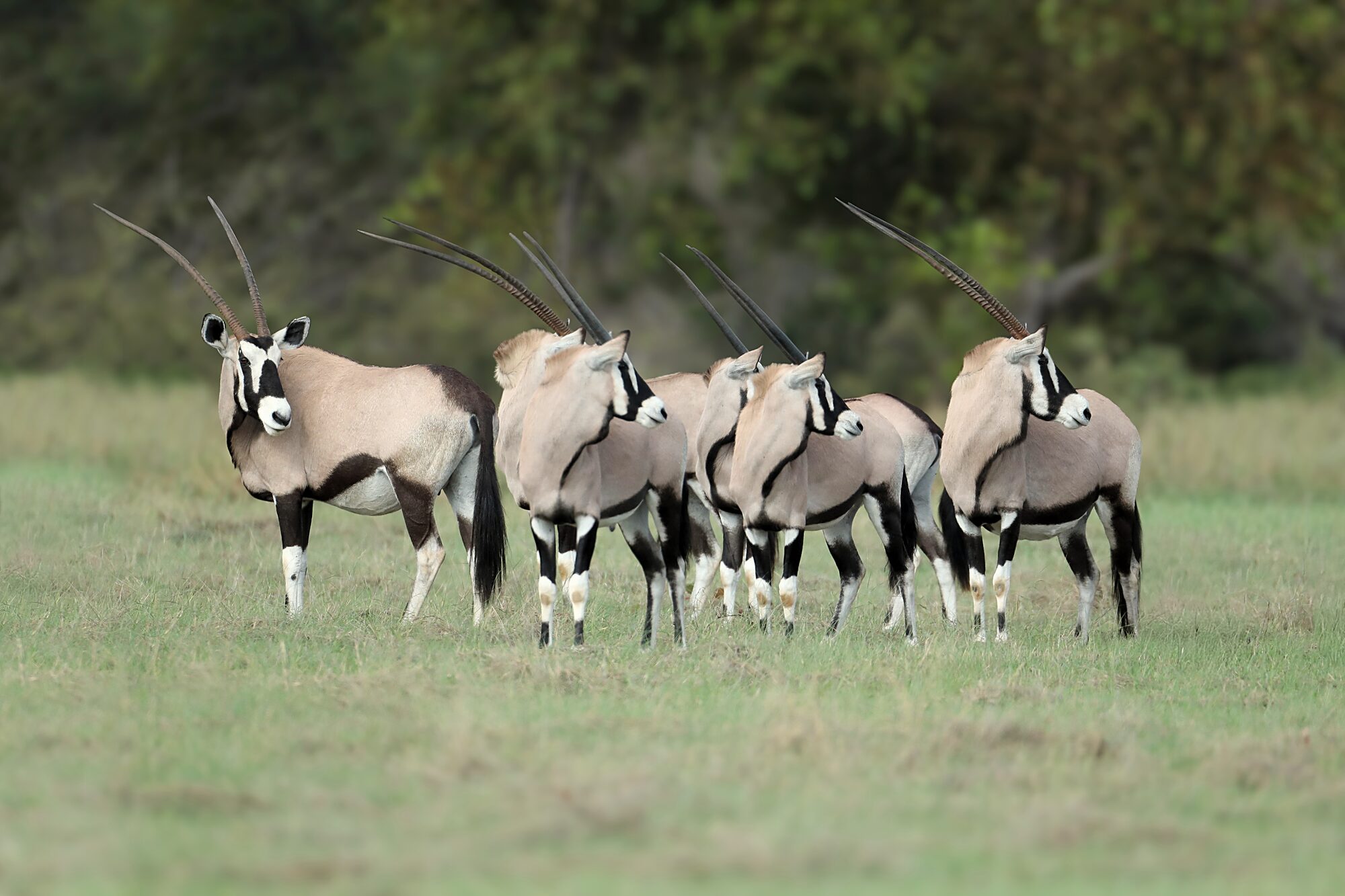 Gemsbok bull, long straight horns