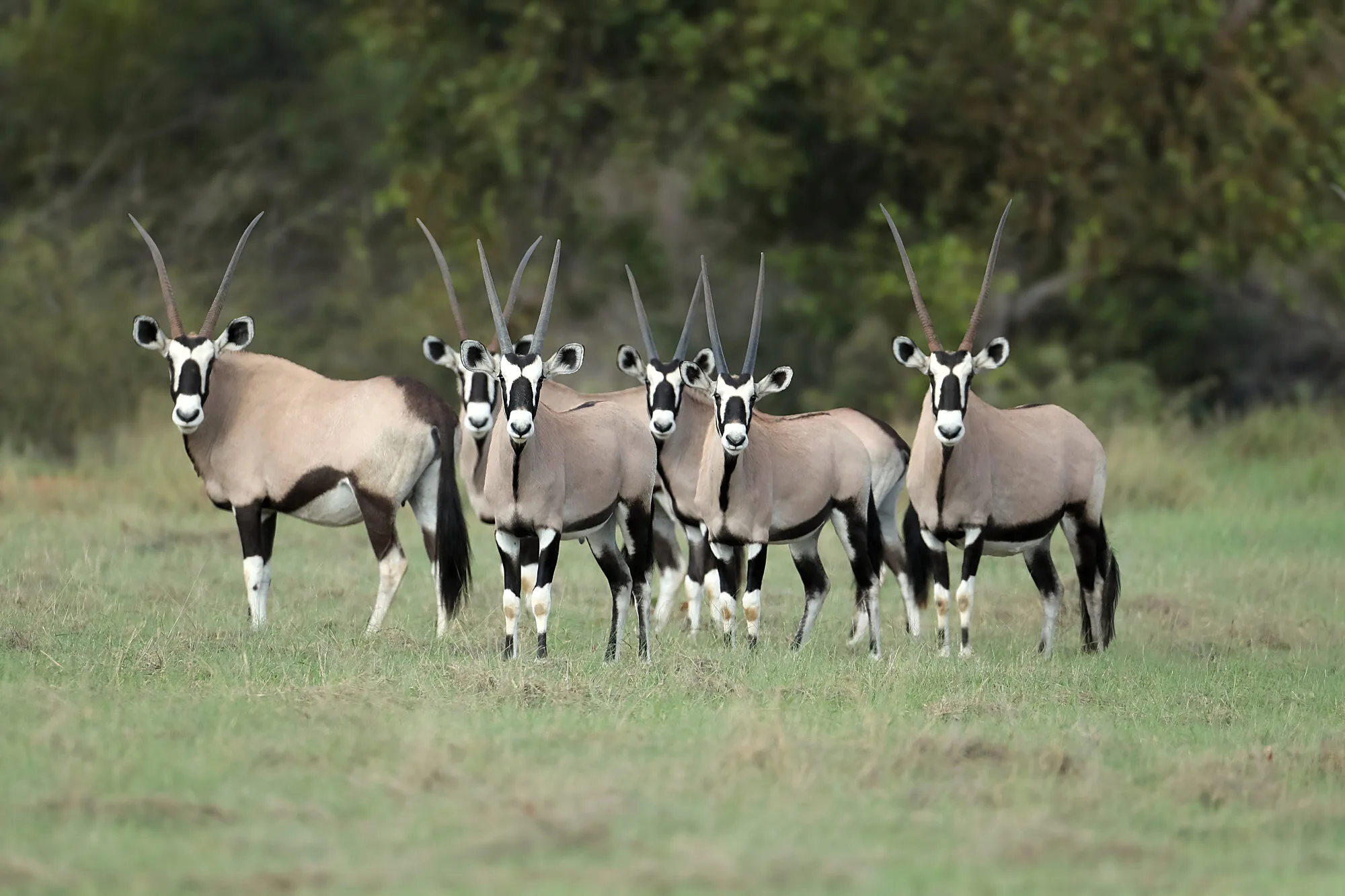 Gemsbok herd at the edge of the bush
