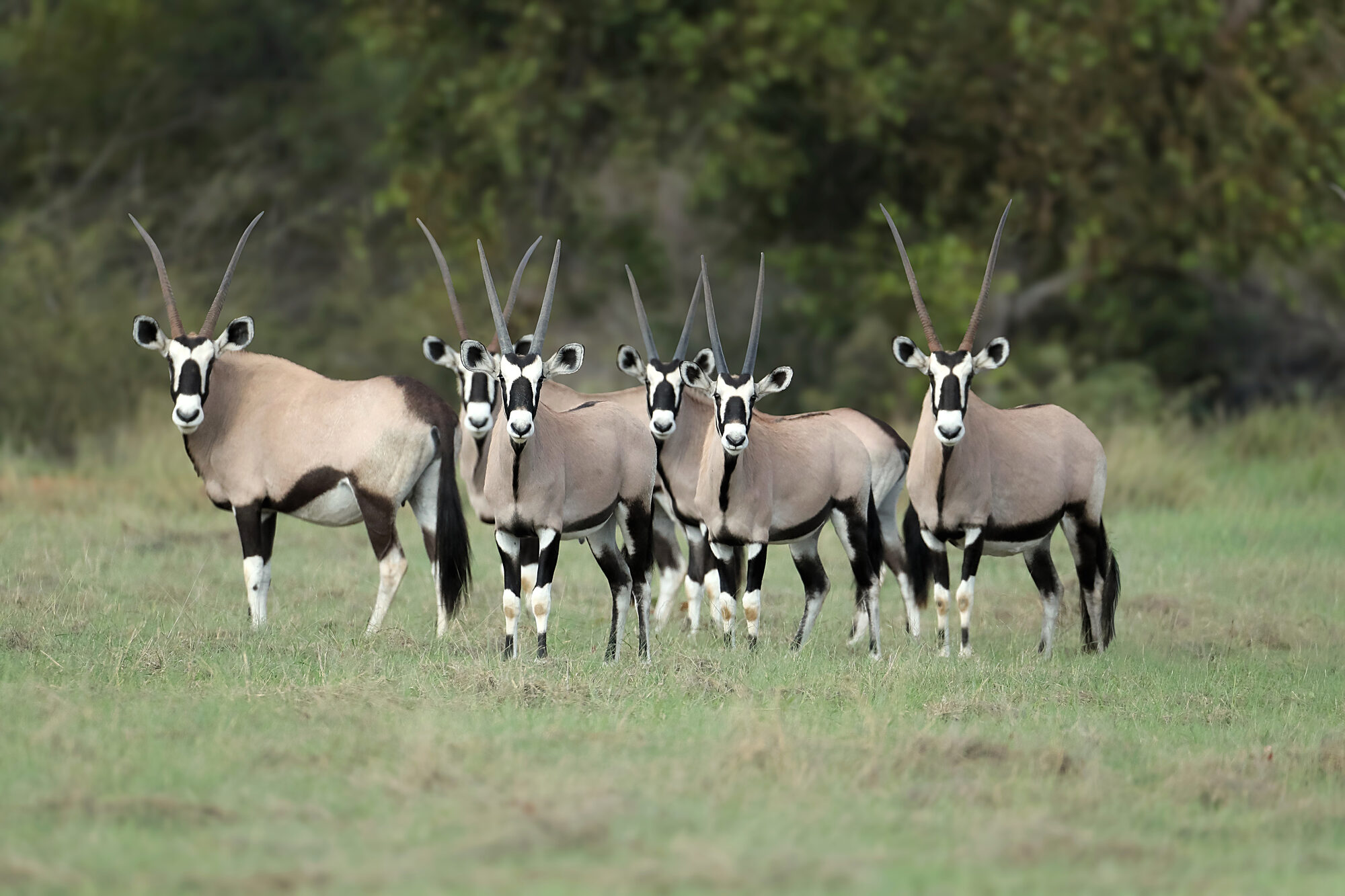 Gemsbok herd at the edge of the bush