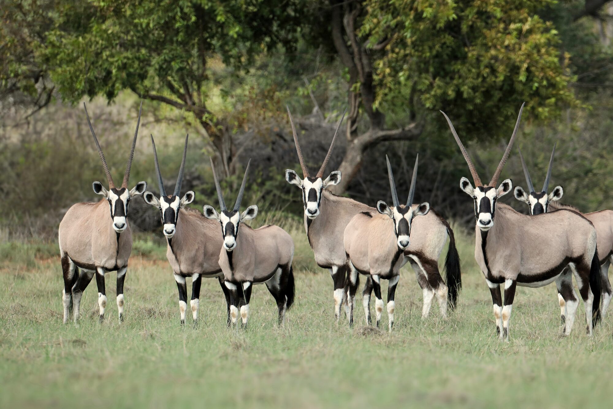 Gemsbok in mixed thornveld