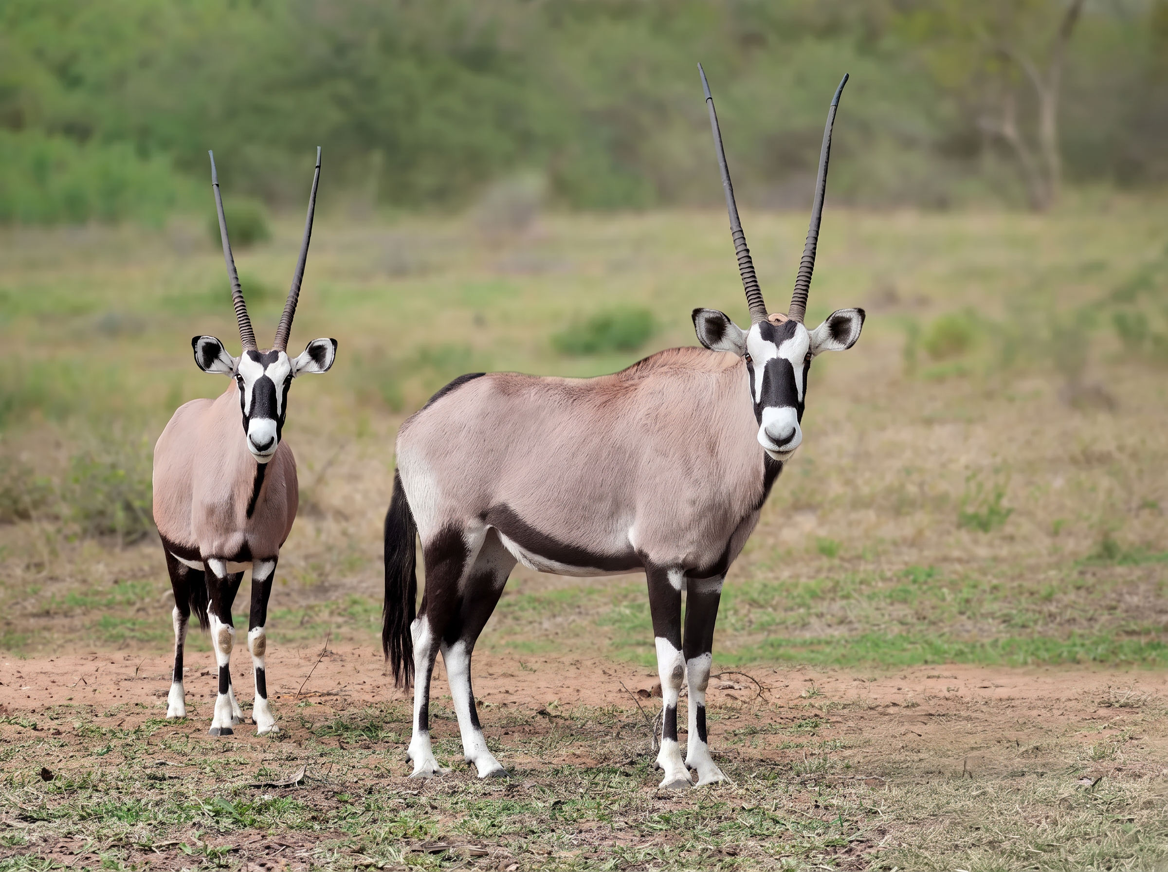 Pair of gemsbok grazing together