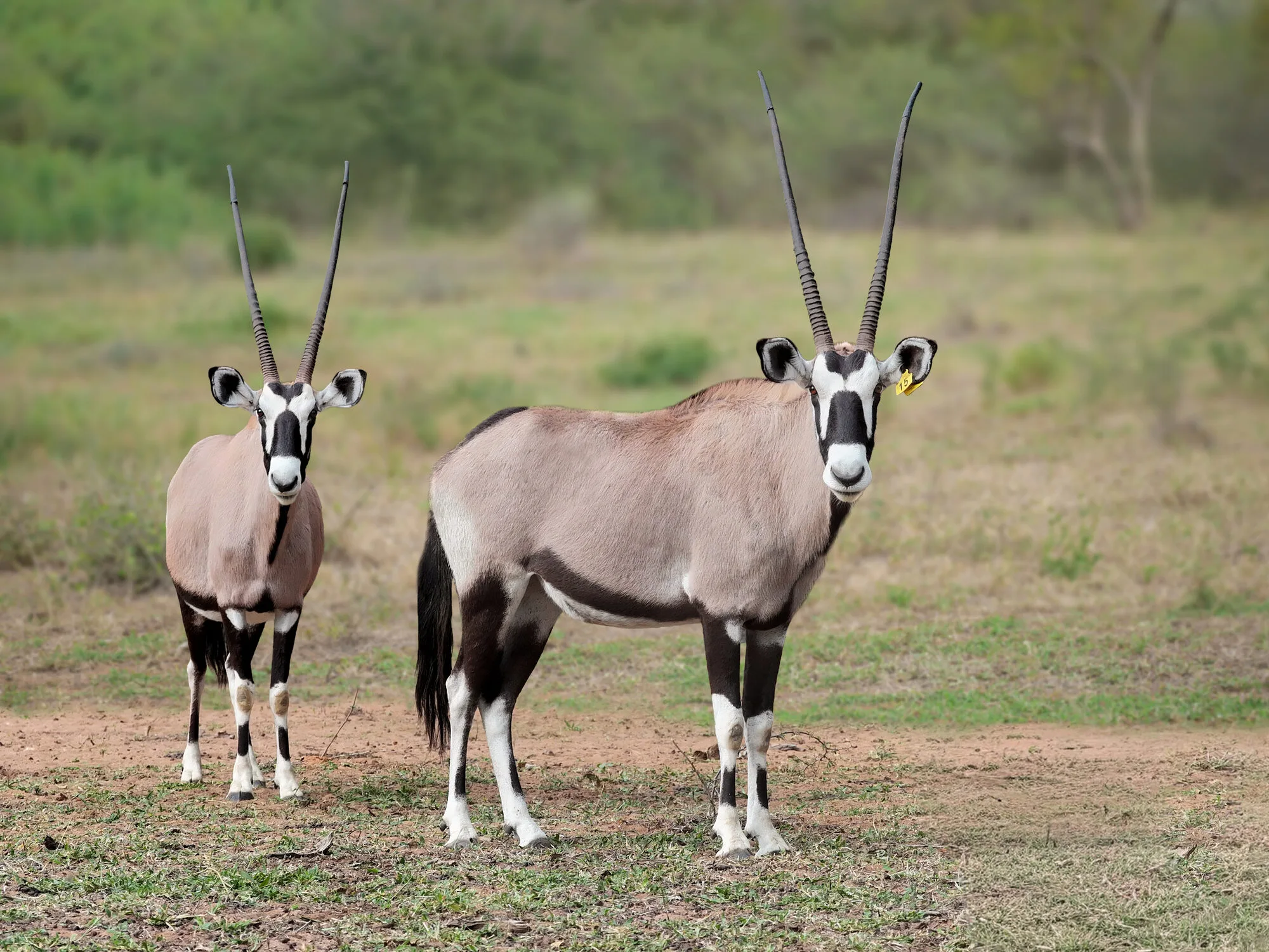 Pair of gemsbok grazing together