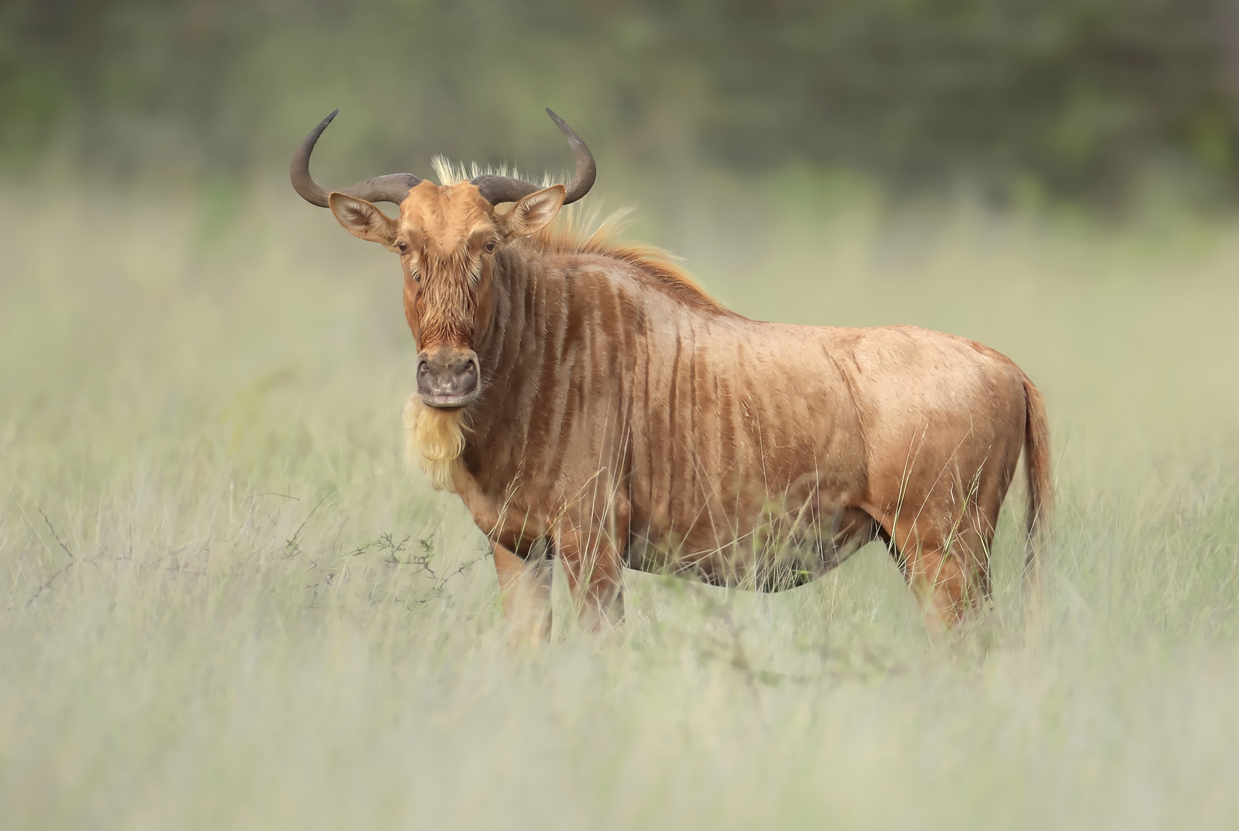 Golden wildebeest bull in tall grass