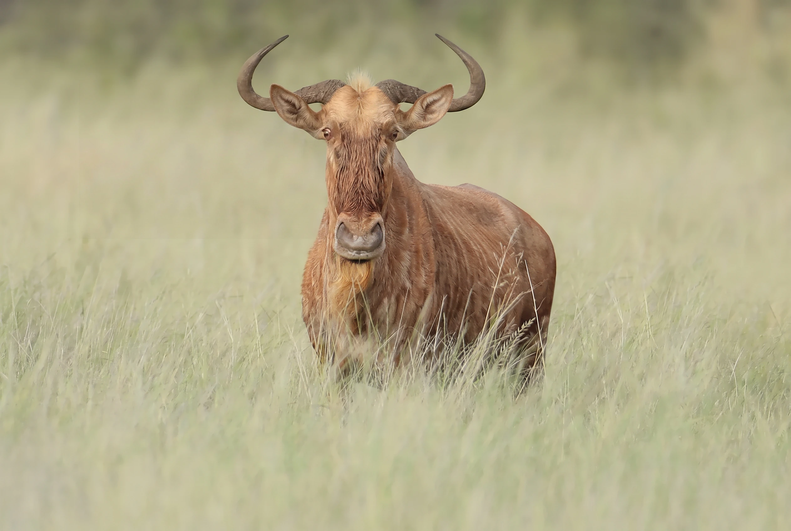 Golden wildebeest bull, head raised
