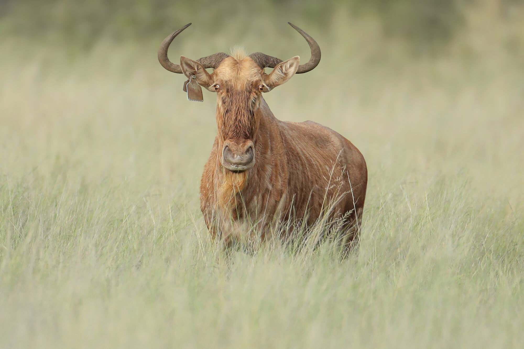 Golden wildebeest bull, head raised