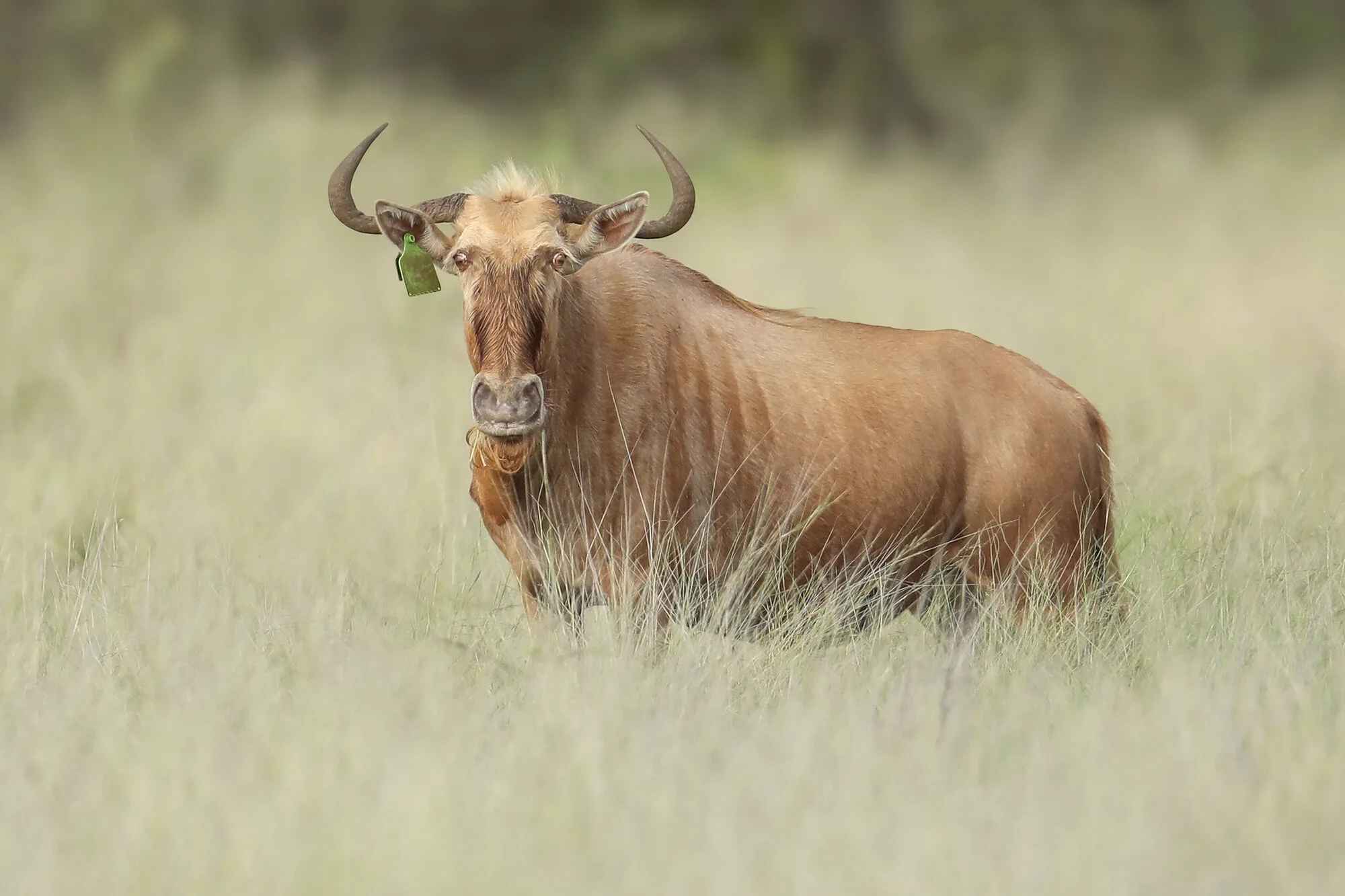 Golden wildebeest, broadside