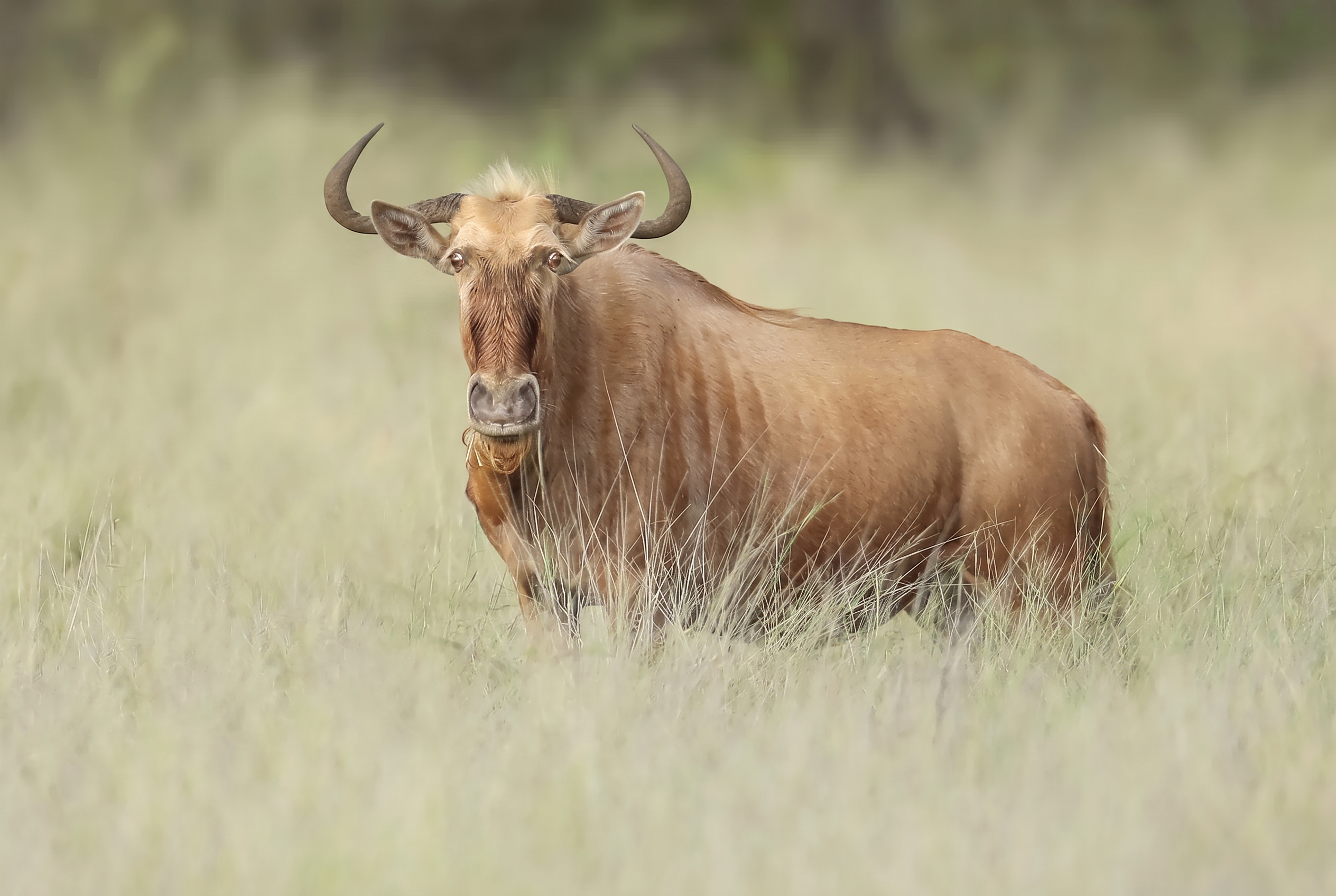 Golden wildebeest, broadside