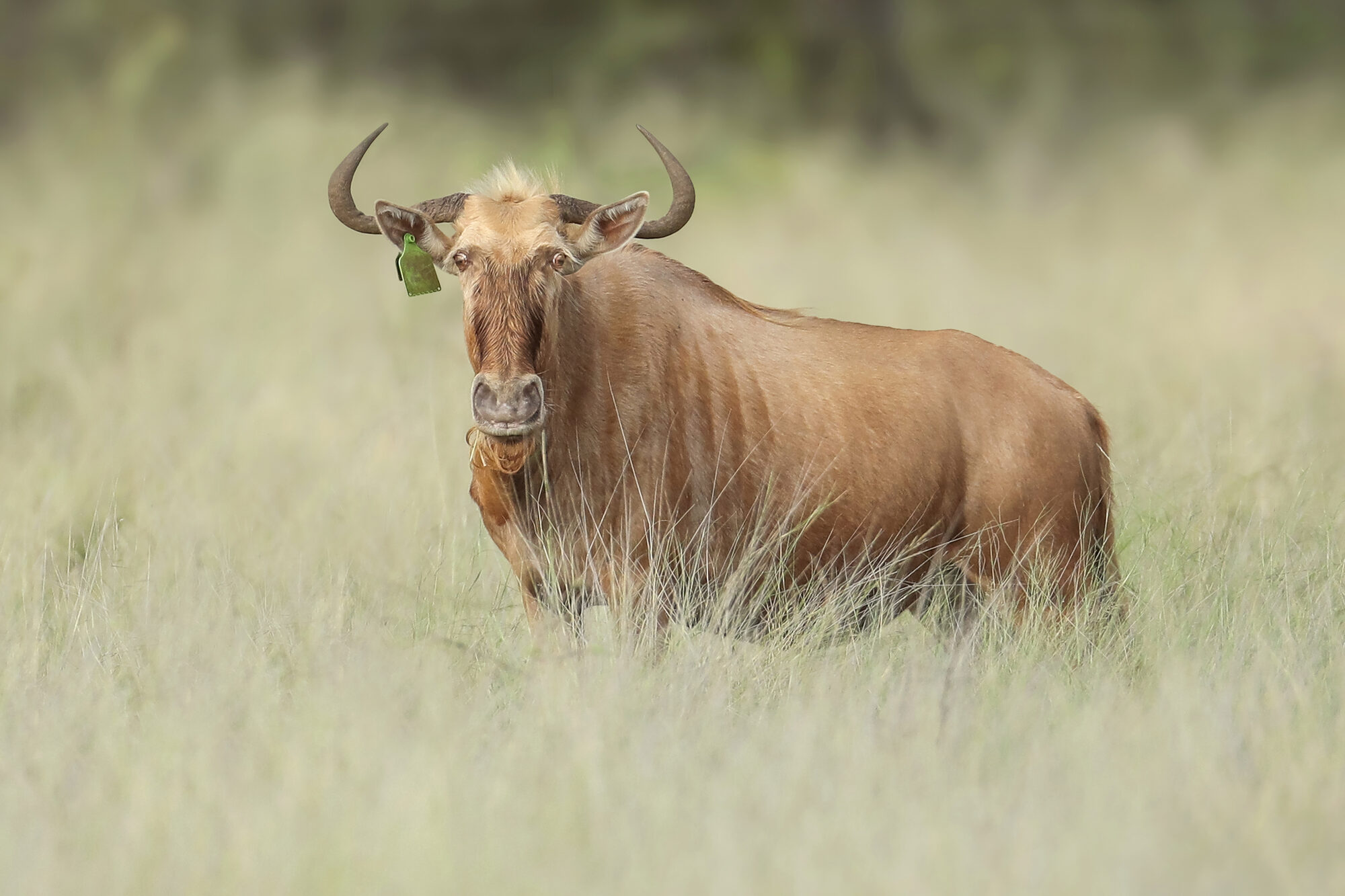 Golden wildebeest, broadside