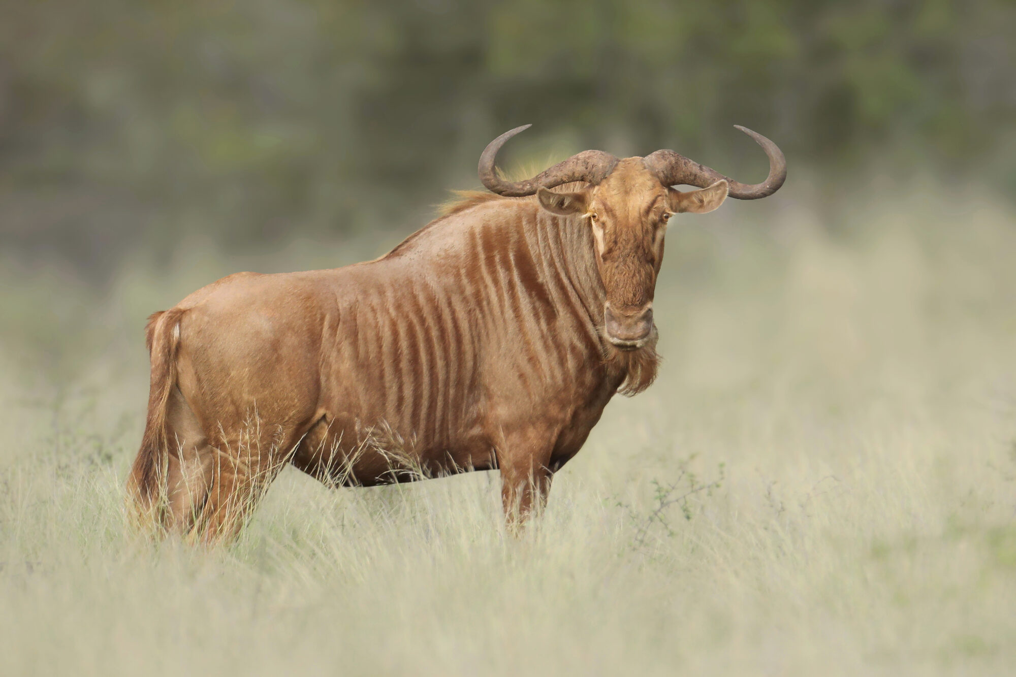 Golden wildebeest in summer veld