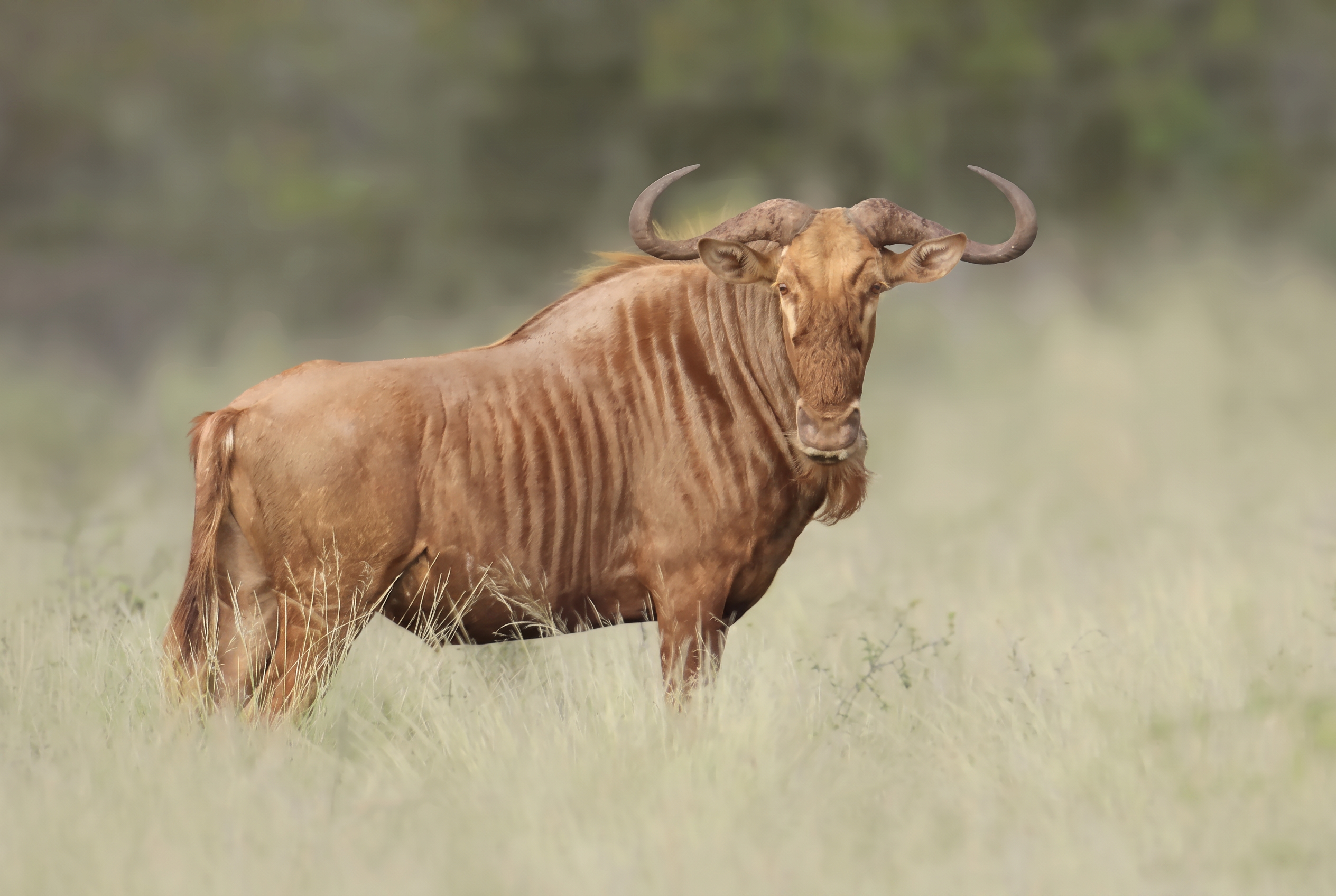 Golden wildebeest in summer veld