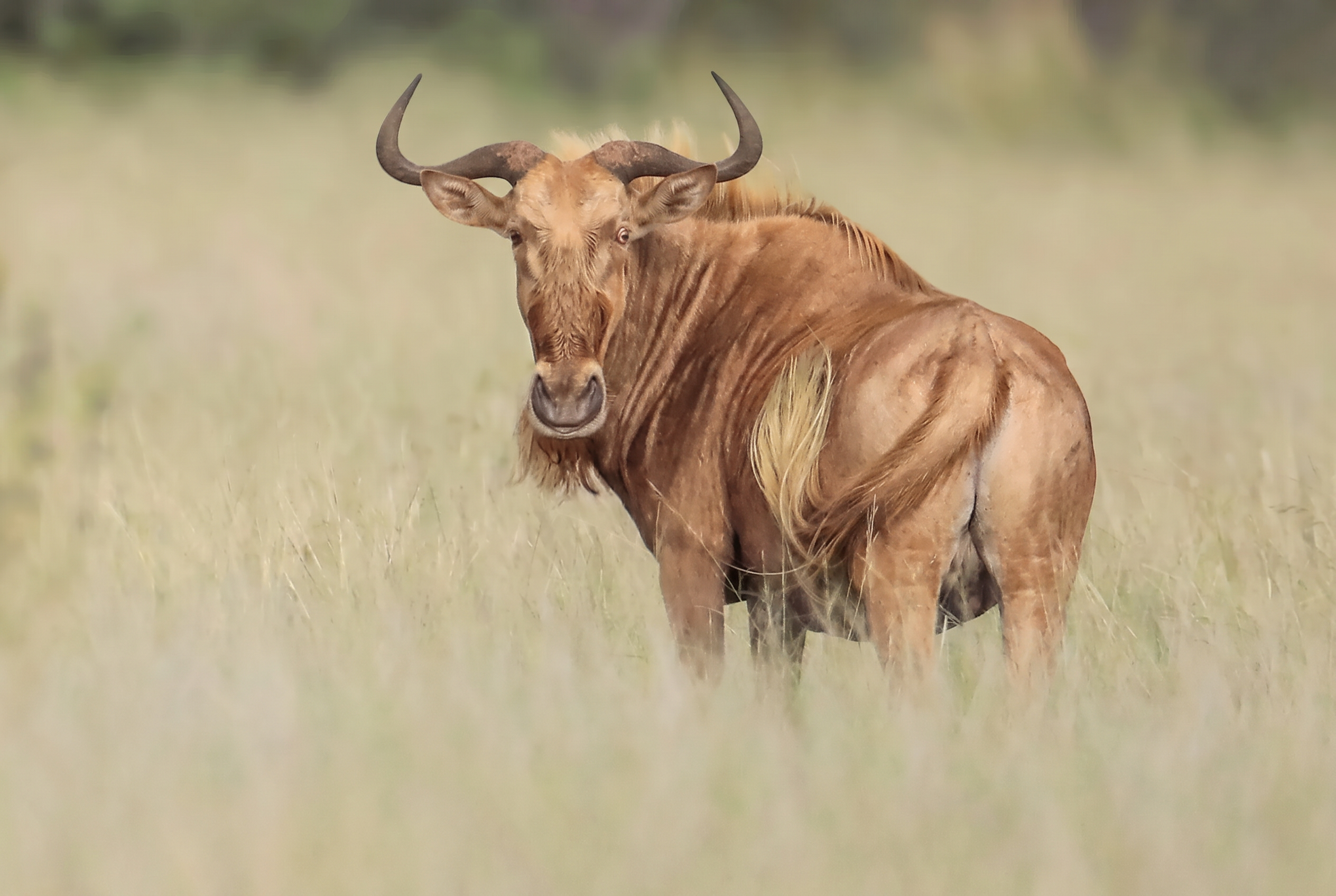 Golden wildebeest bull, profile