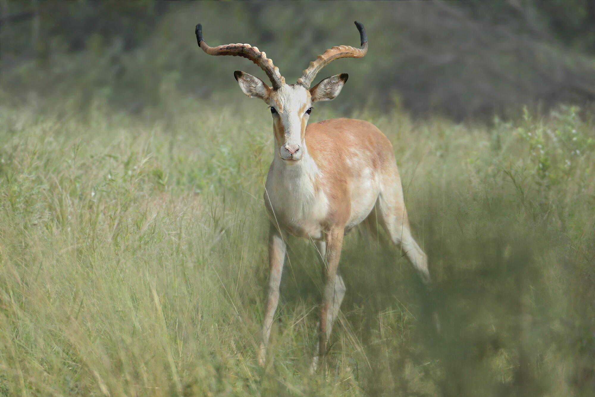 Impala ram in tall summer grass