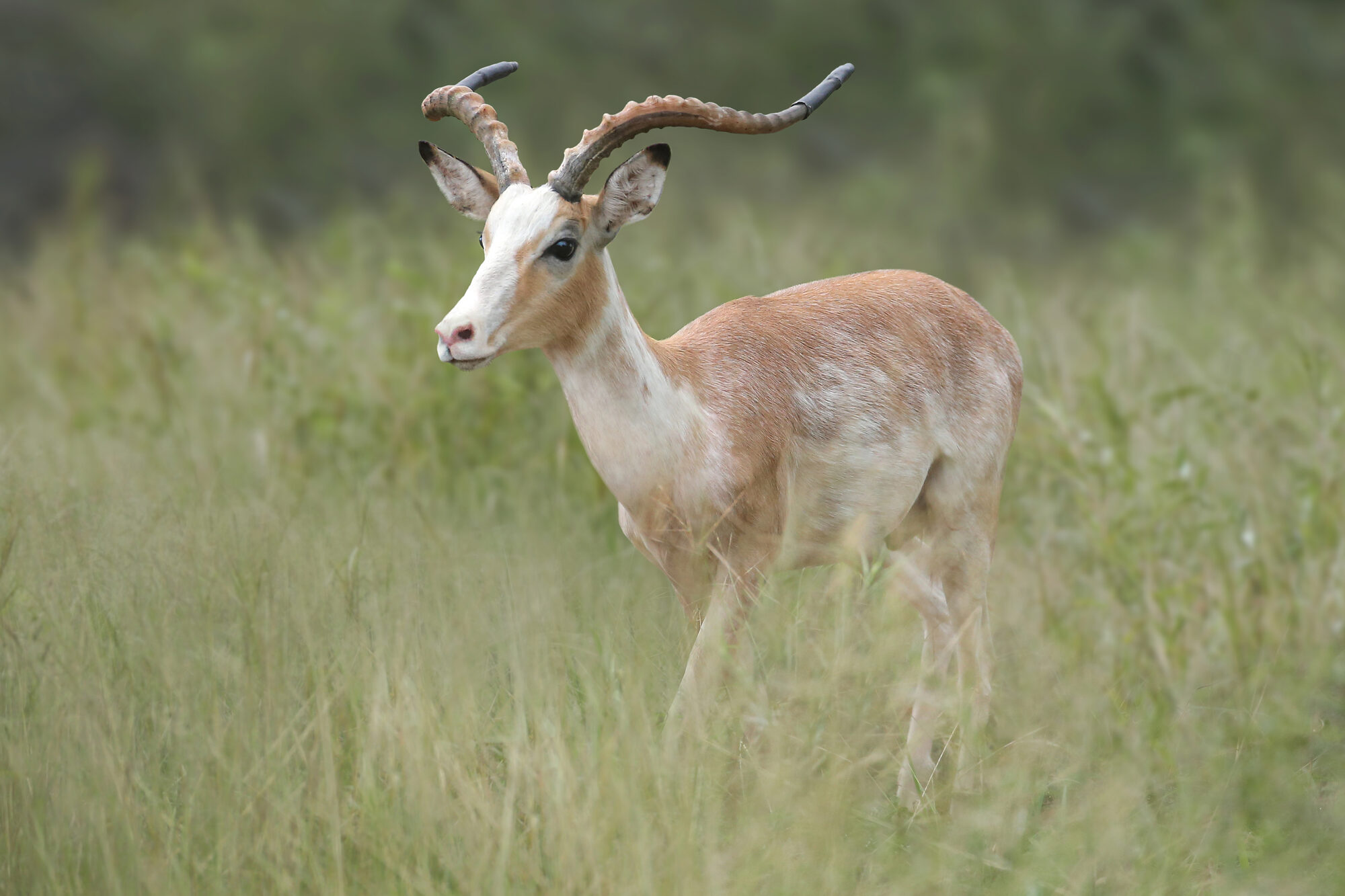 Impala ram, head raised