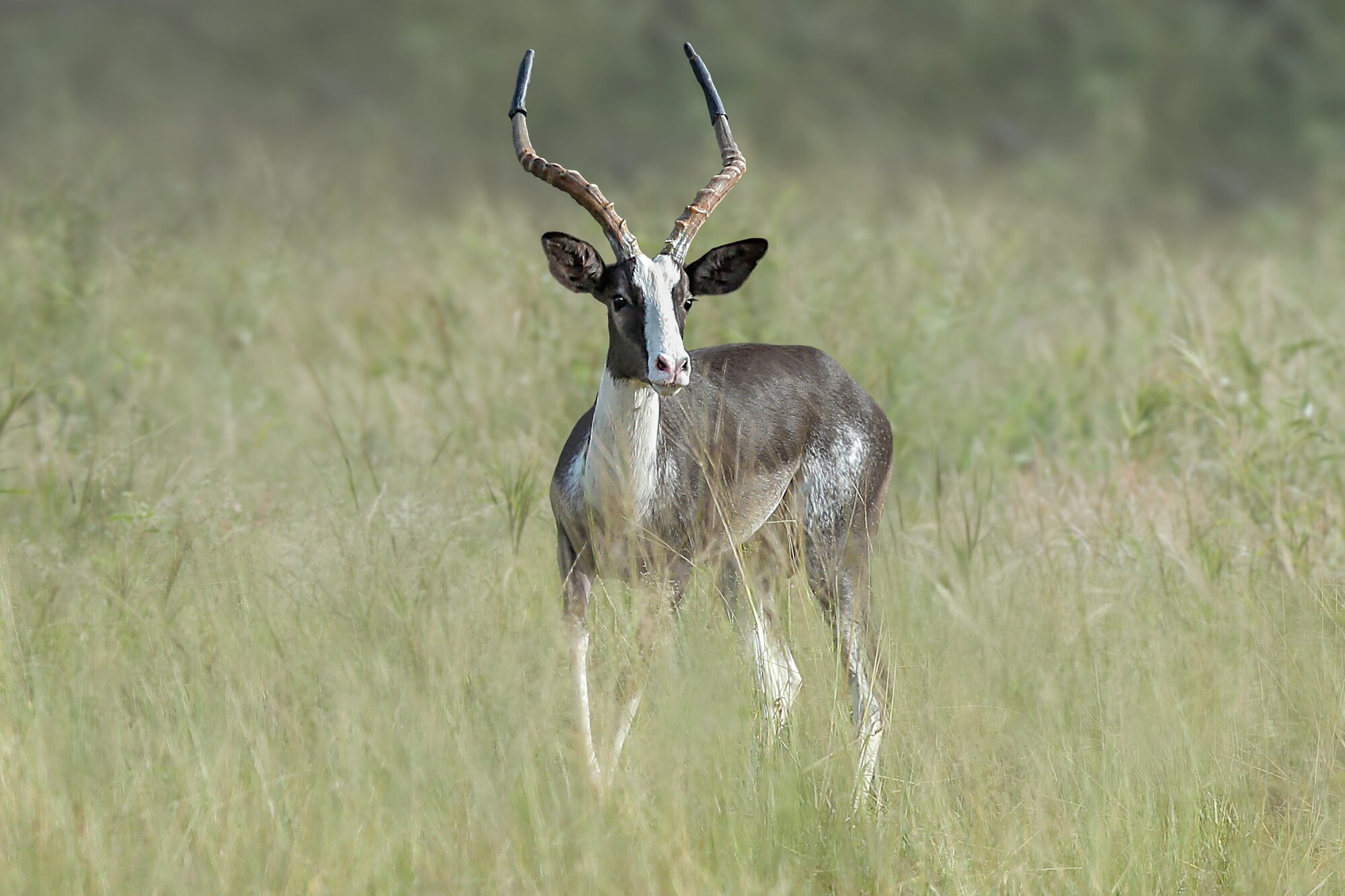 Trophy impala ram, broadside