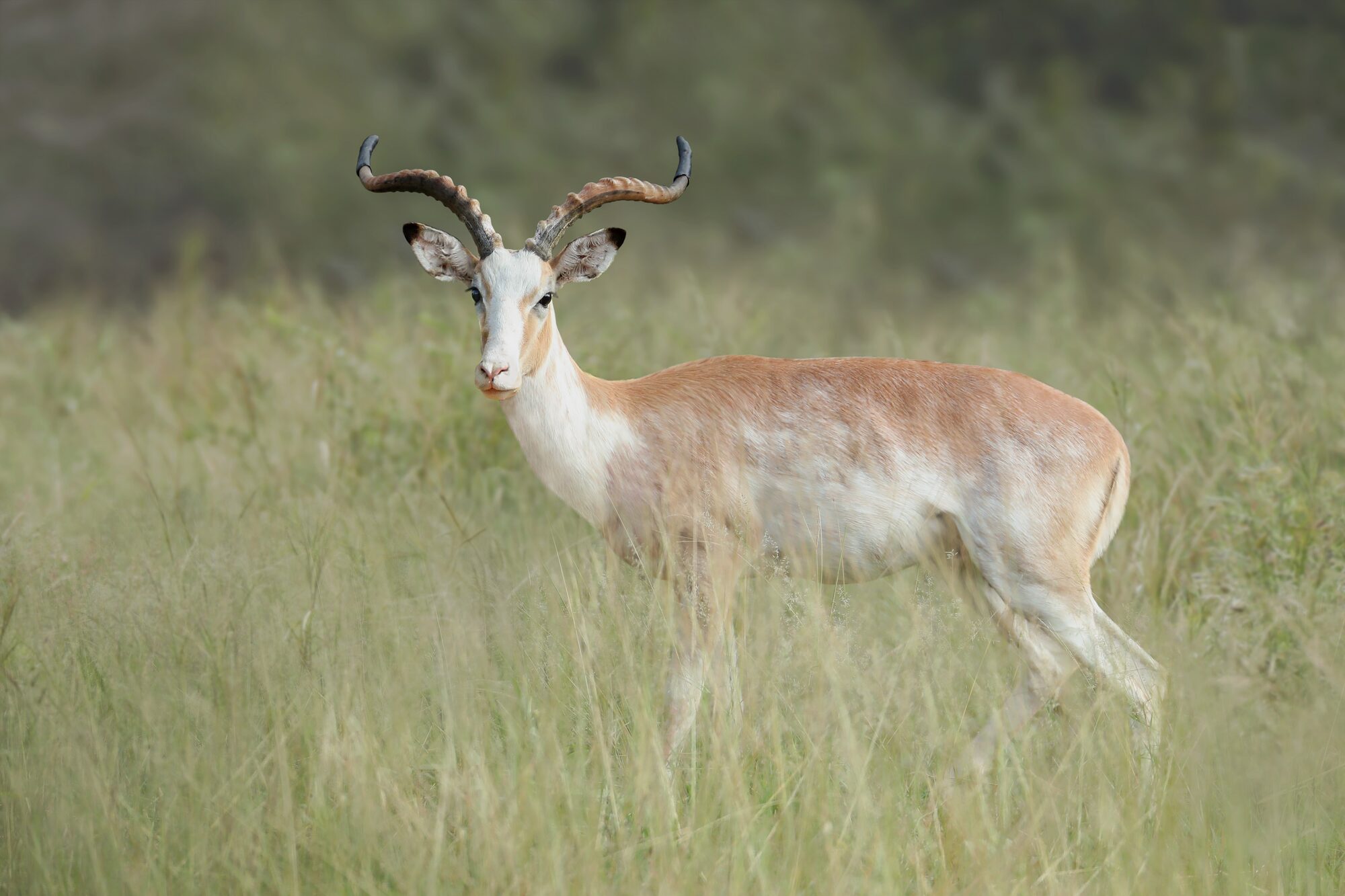 Impala ram on the open plains