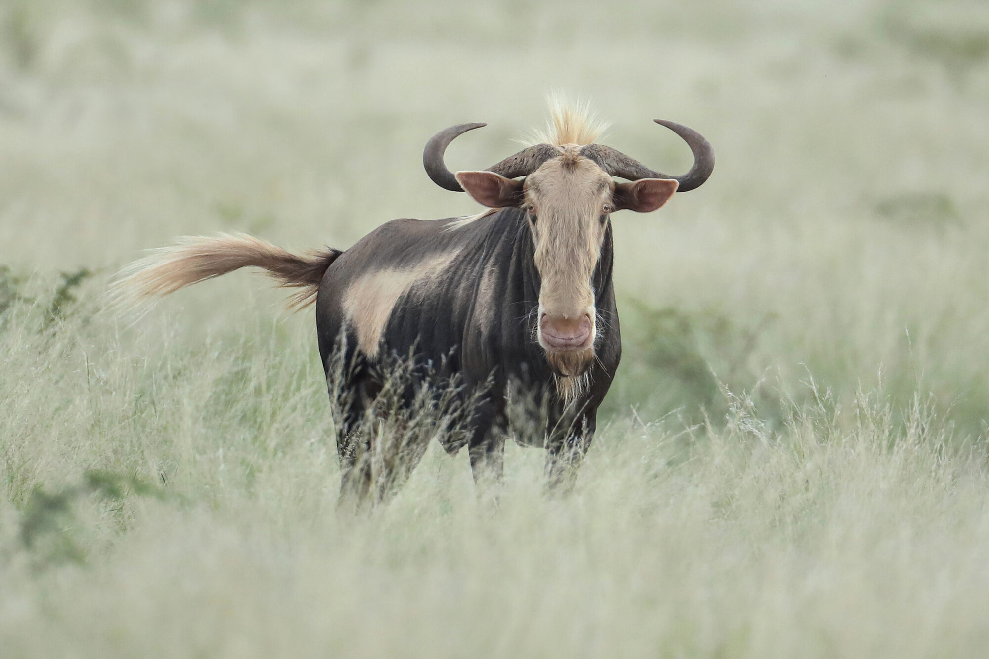 King wildebeest breeding bull