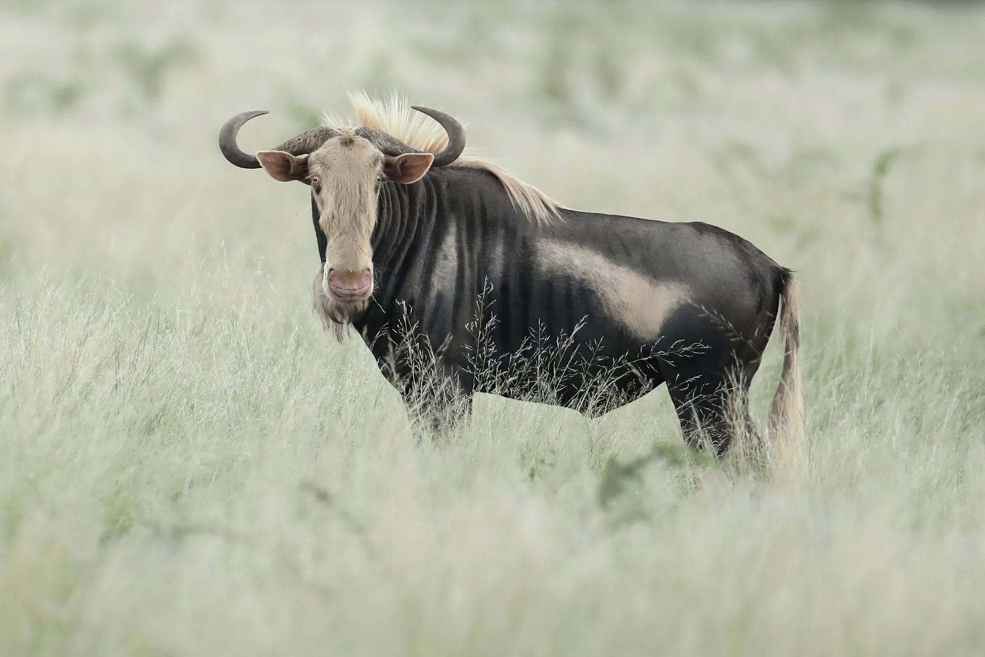 King wildebeest breeding bull, head turned