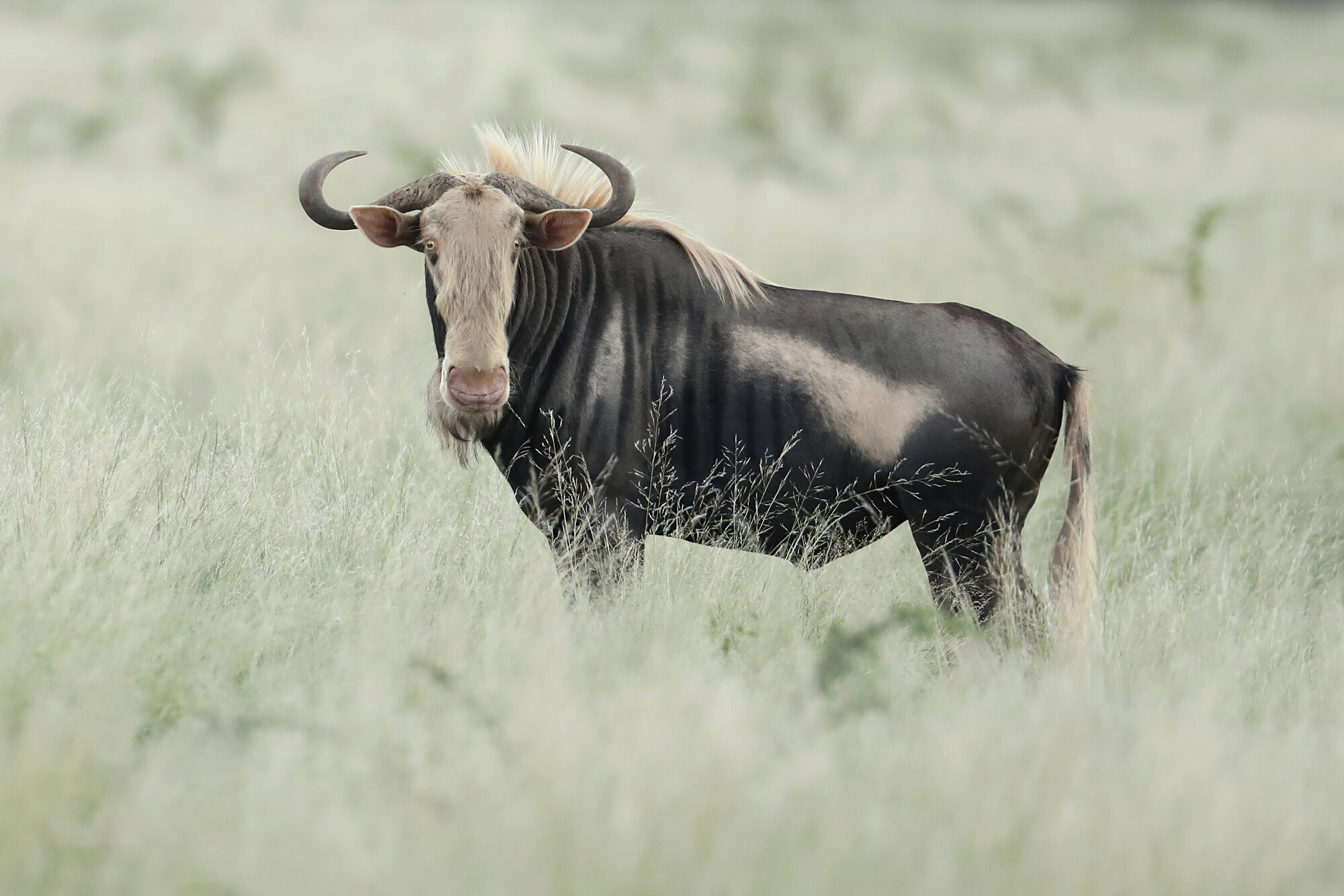 King wildebeest breeding bull, head turned