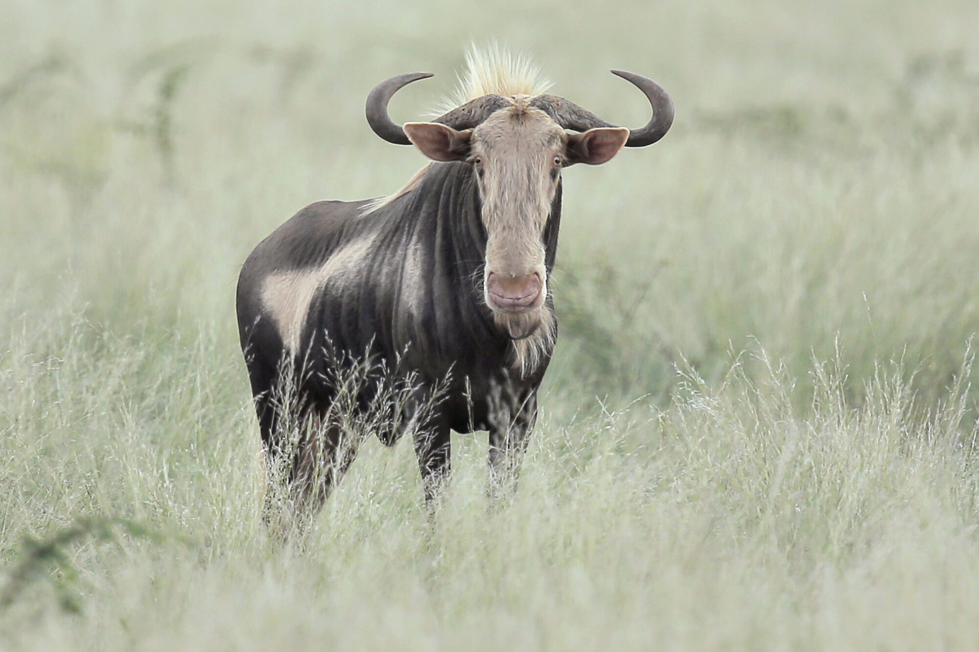 King wildebeest bull, broadside in the grass