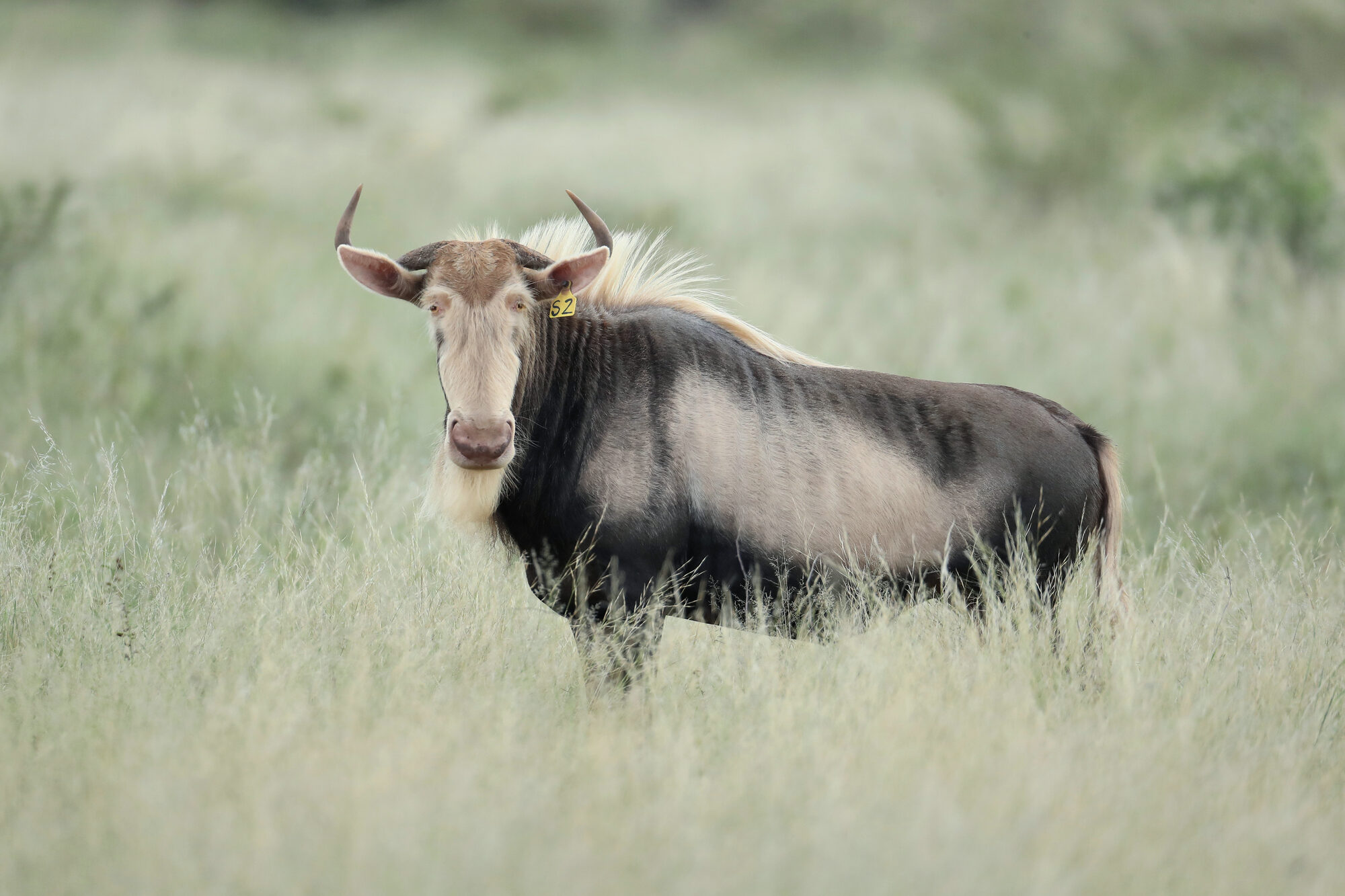 King wildebeest in soft morning light