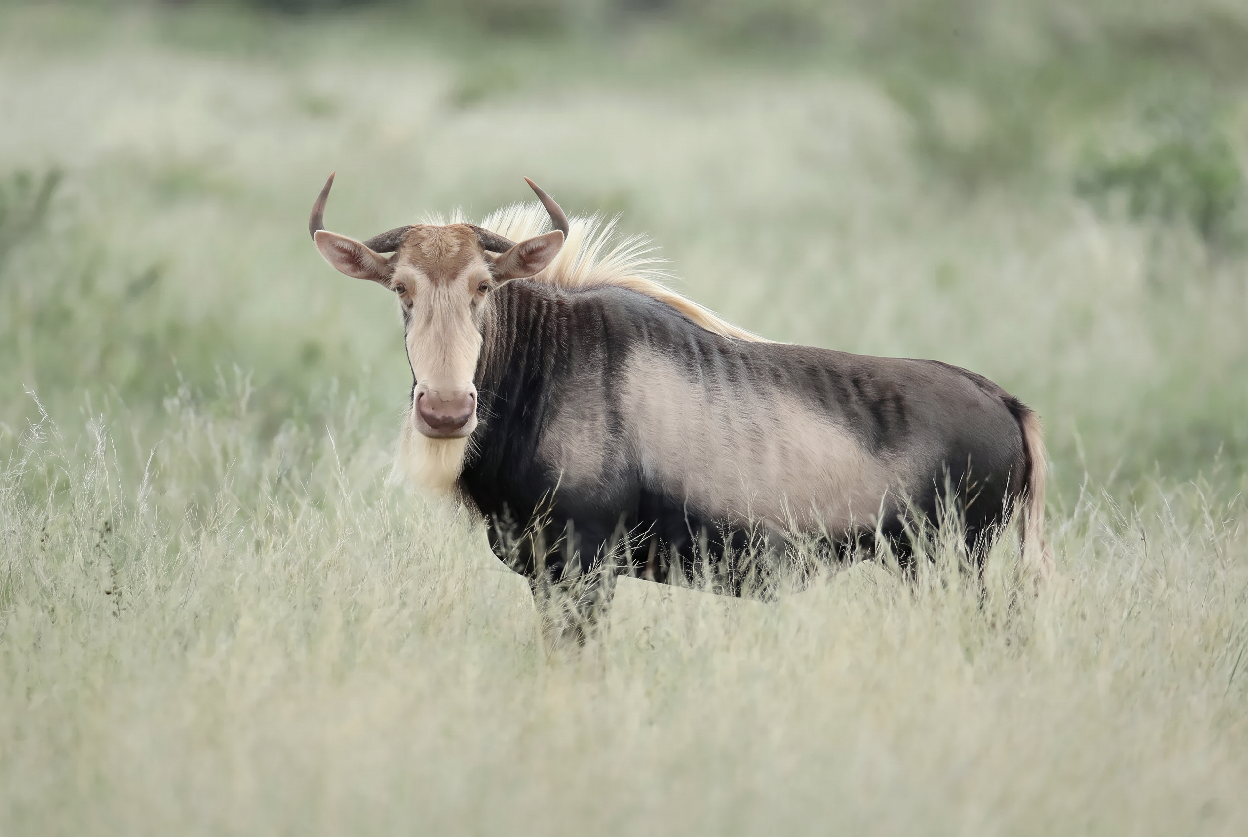 King wildebeest in soft morning light