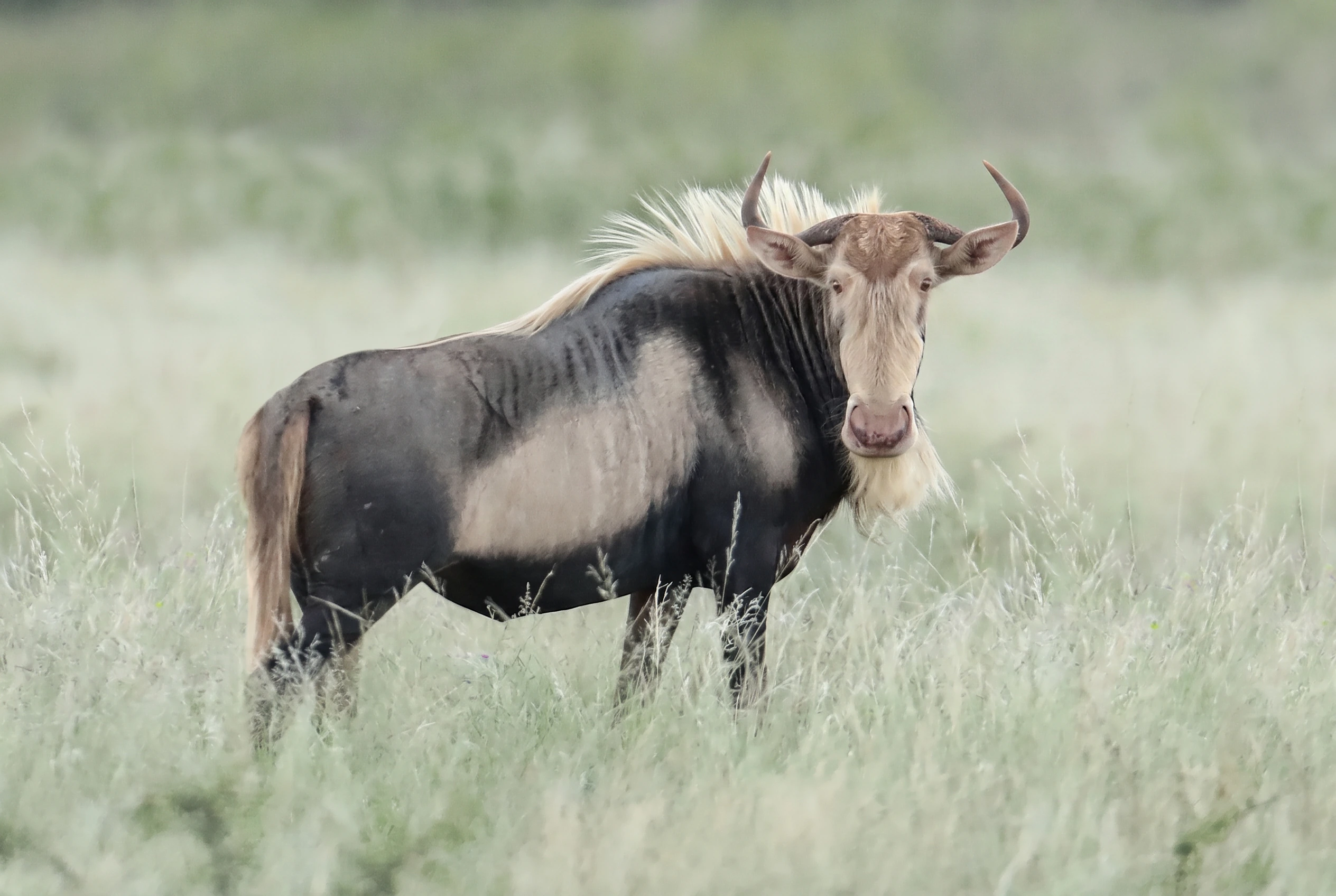 King wildebeest cow with calf in the herd