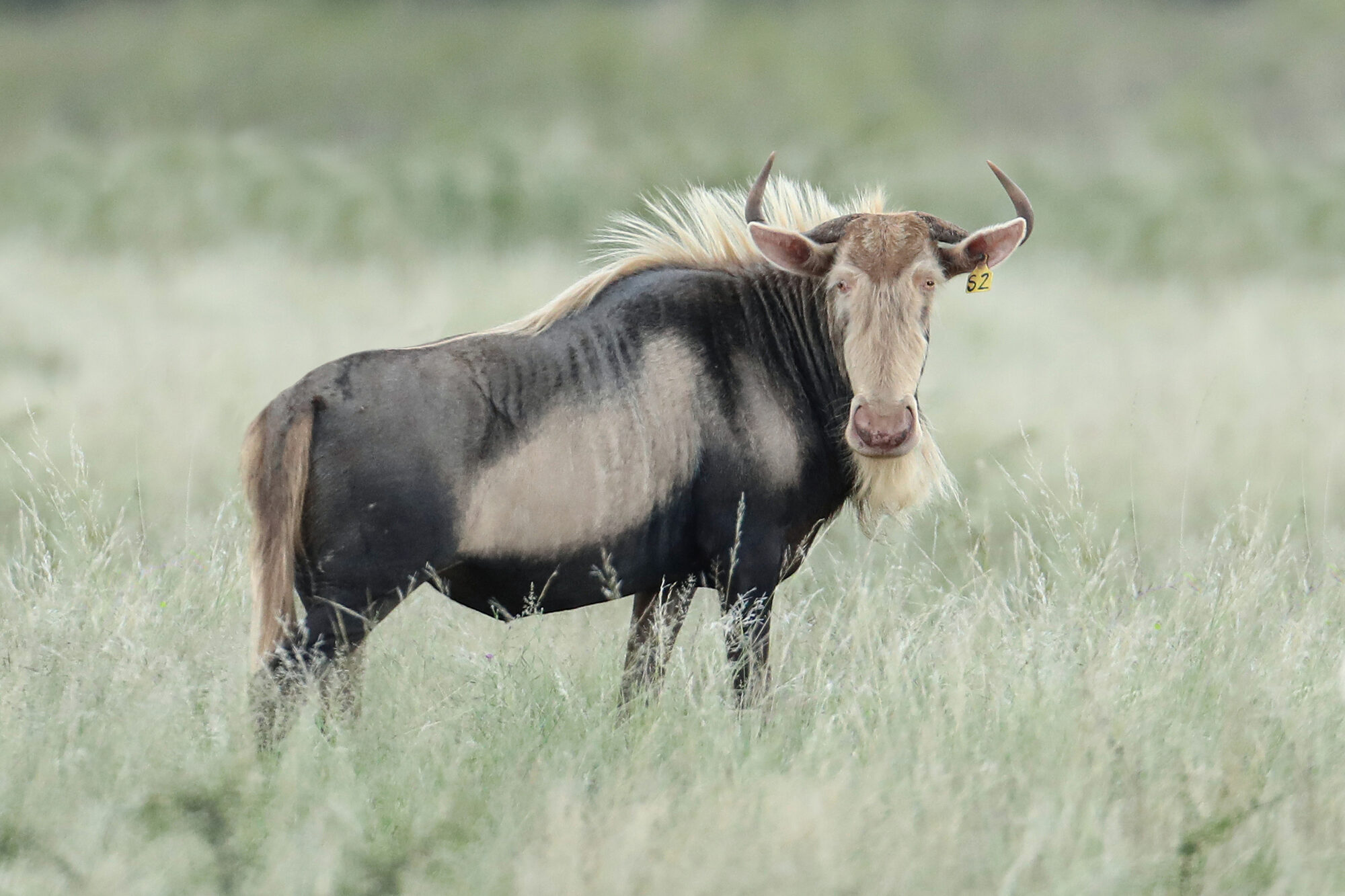 King wildebeest cow with calf in the herd