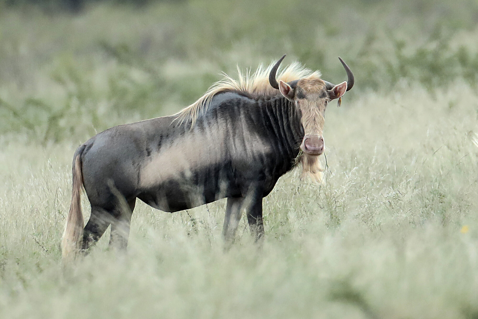King wildebeest cow in the bushveld