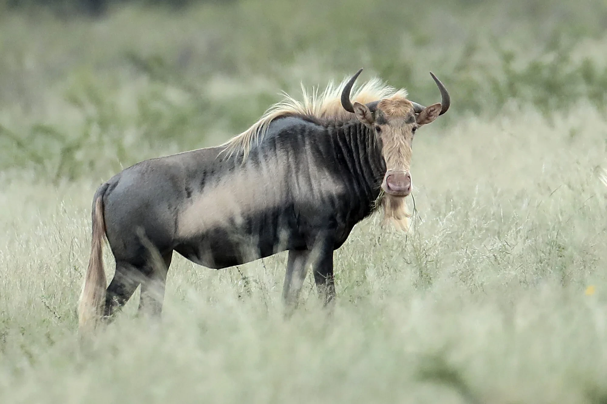 King wildebeest cow in the Bushveld
