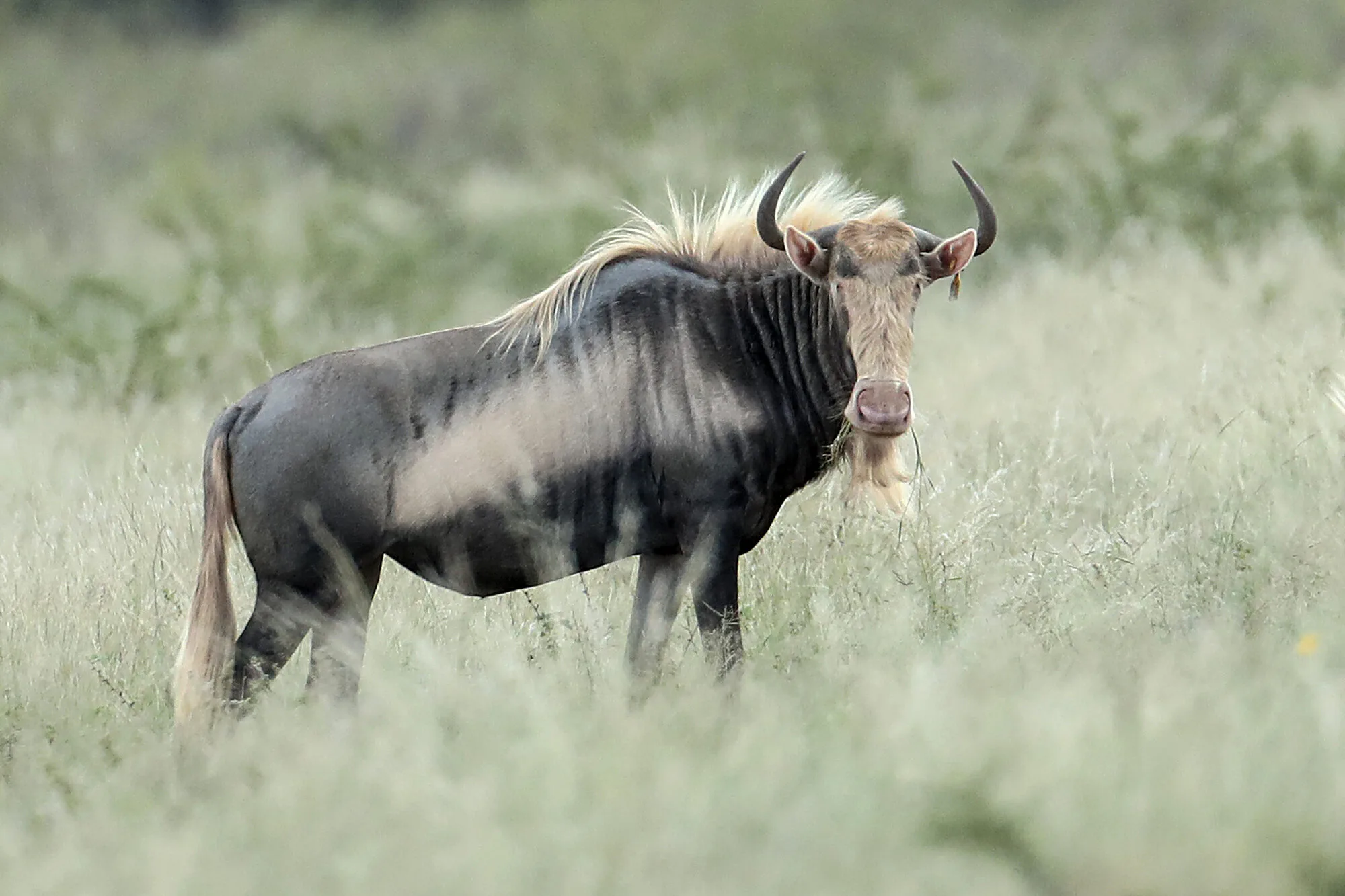 King wildebeest cow in the Bushveld