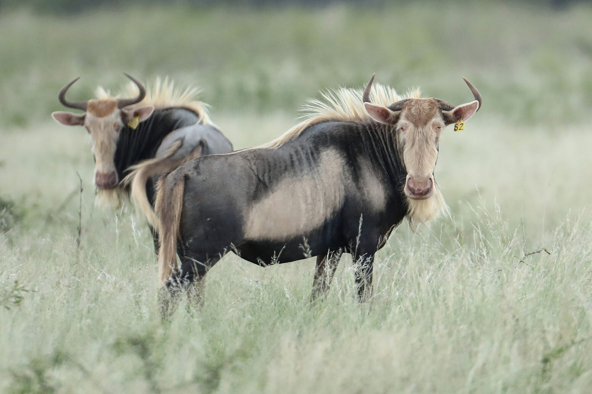 King wildebeest cows in the herd