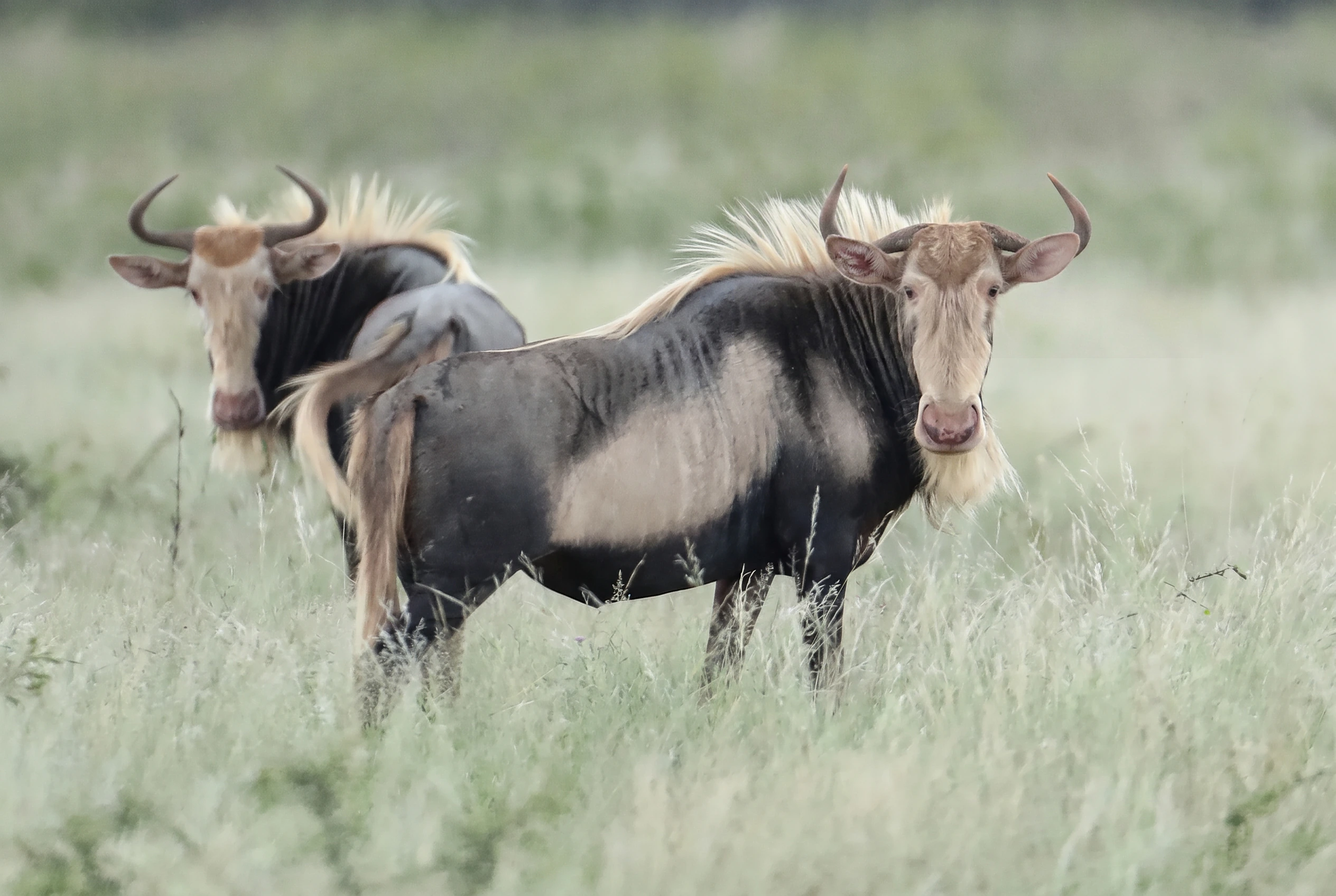 King wildebeest cows in the herd