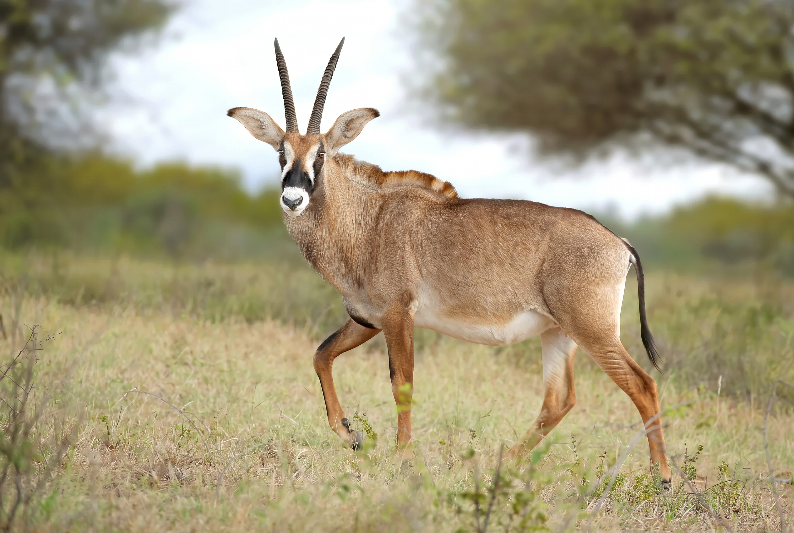 Roan antelope bull broadside in the Bushveld