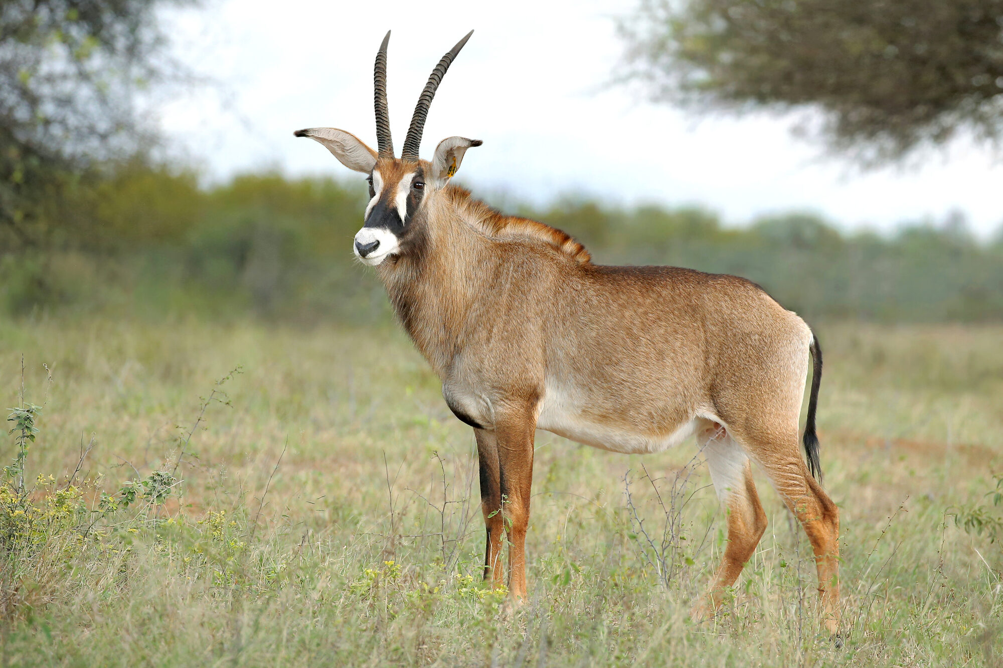 Roan antelope bull standing under thorn trees