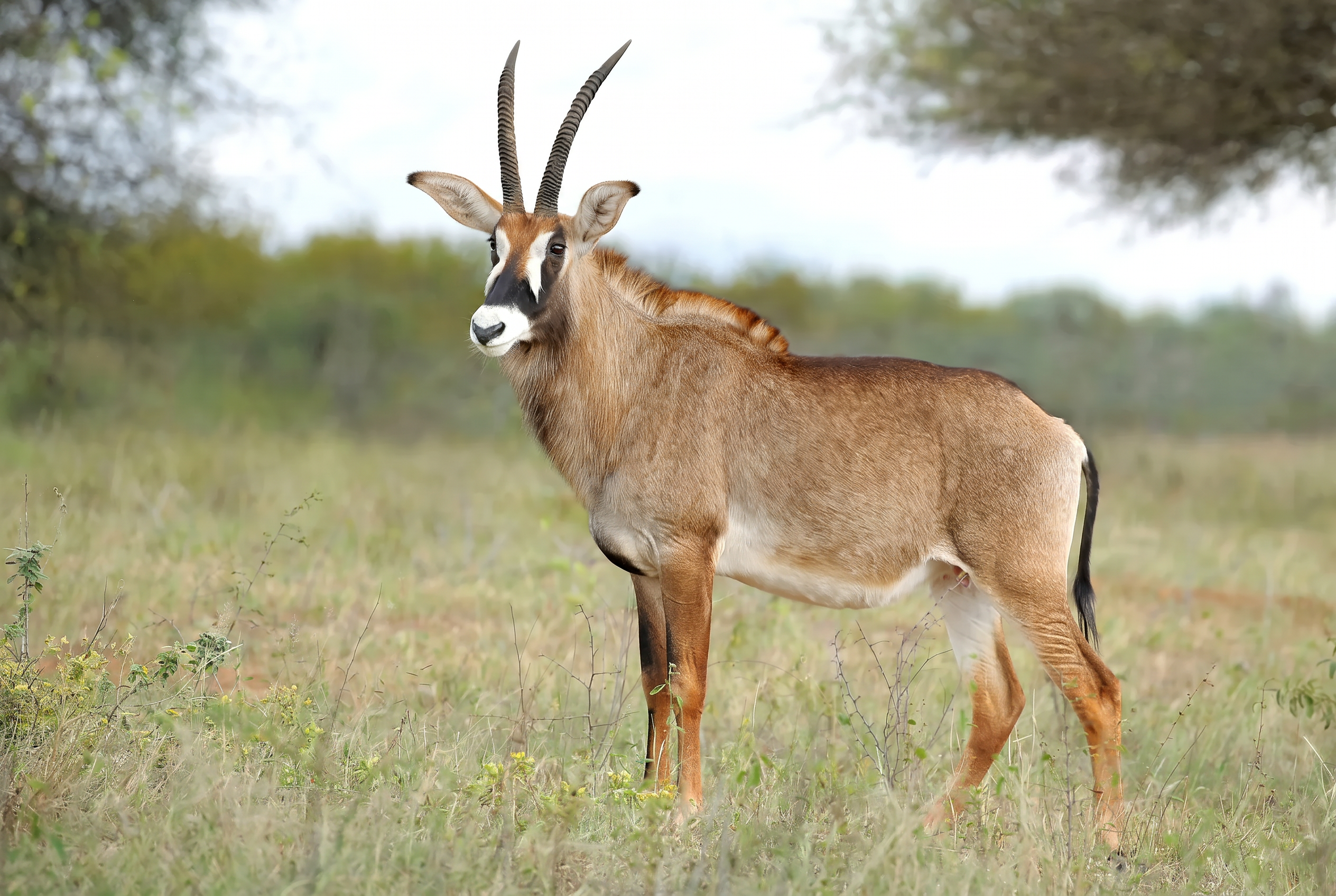 Roan antelope bull standing under thorn trees