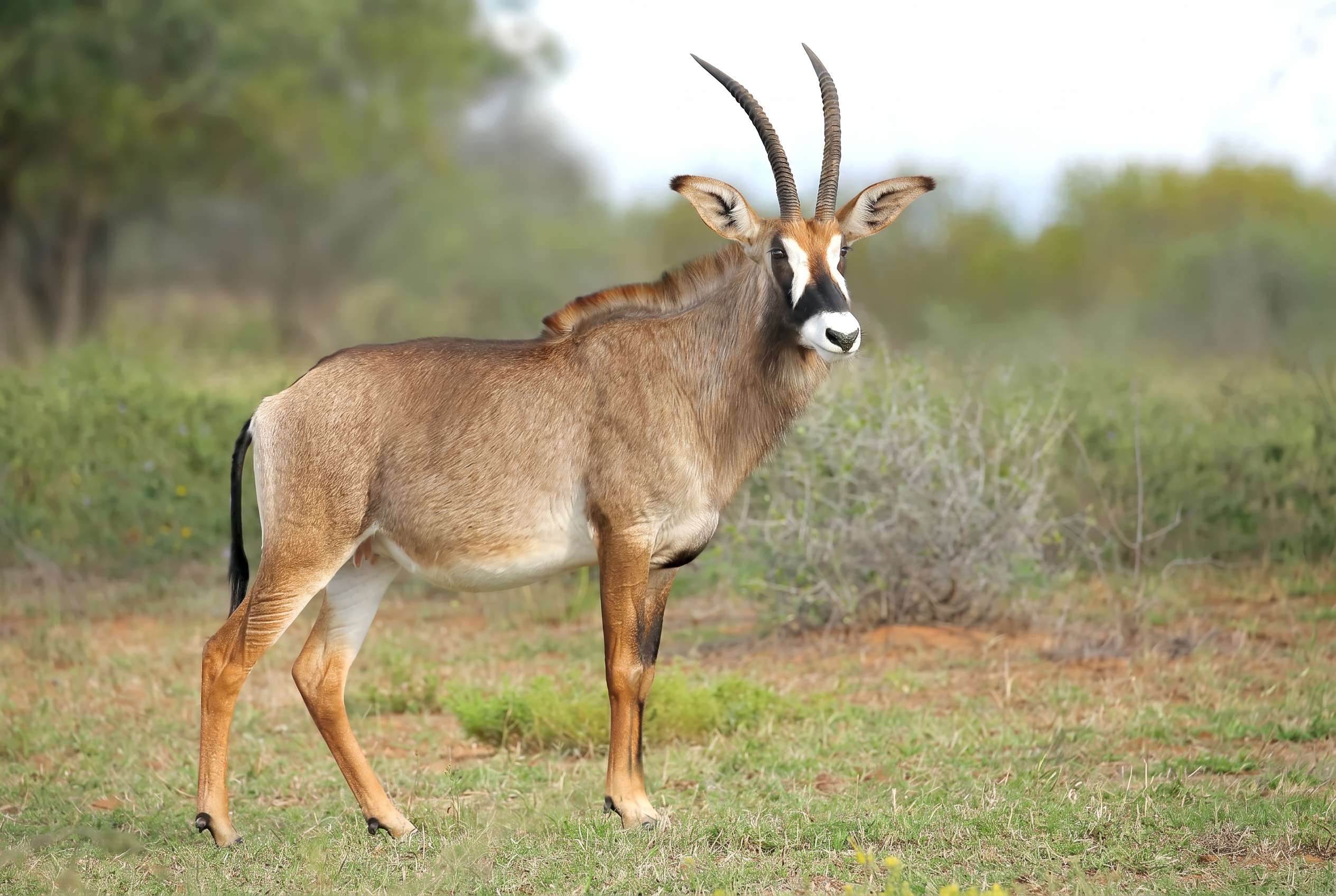 Roan antelope bull, profile in the veld