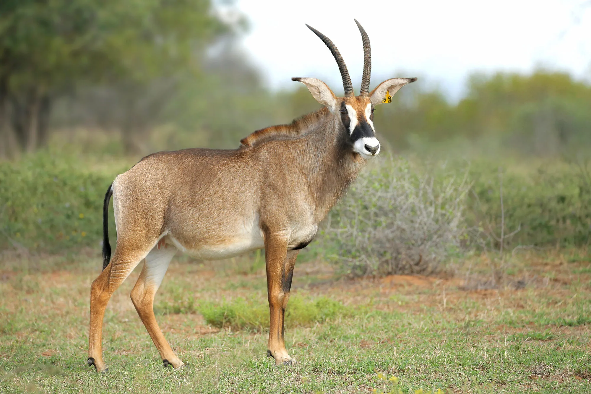 Roan antelope bull, profile in the veld