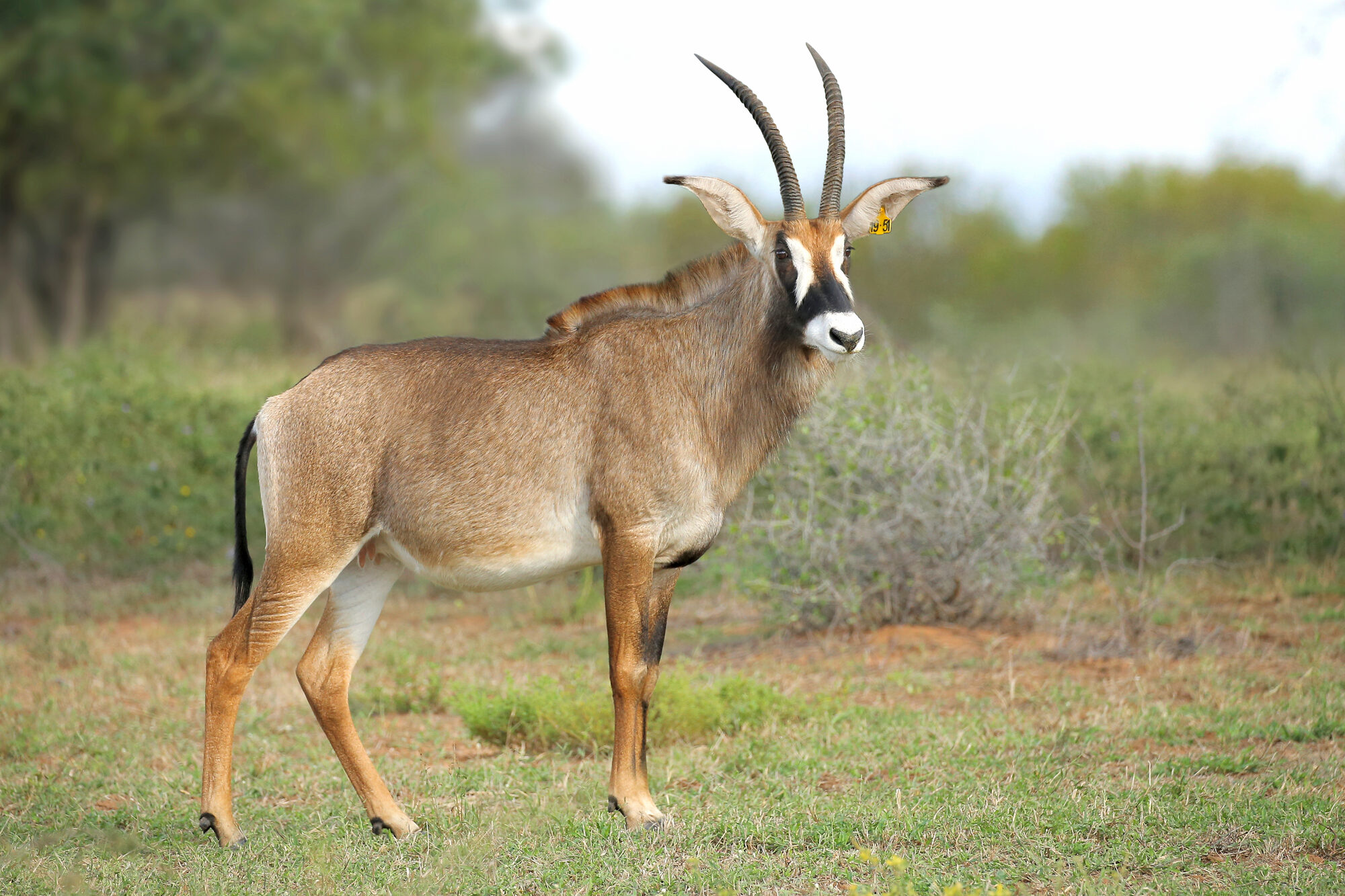 Roan antelope bull, profile in the veld